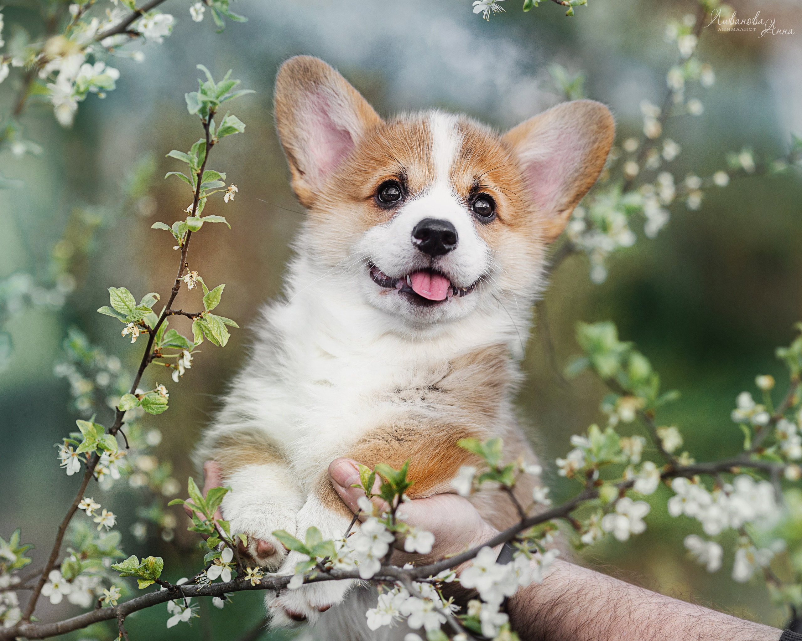 Коржики. Фотограф анималист Аня Ливанова | Рыбинск