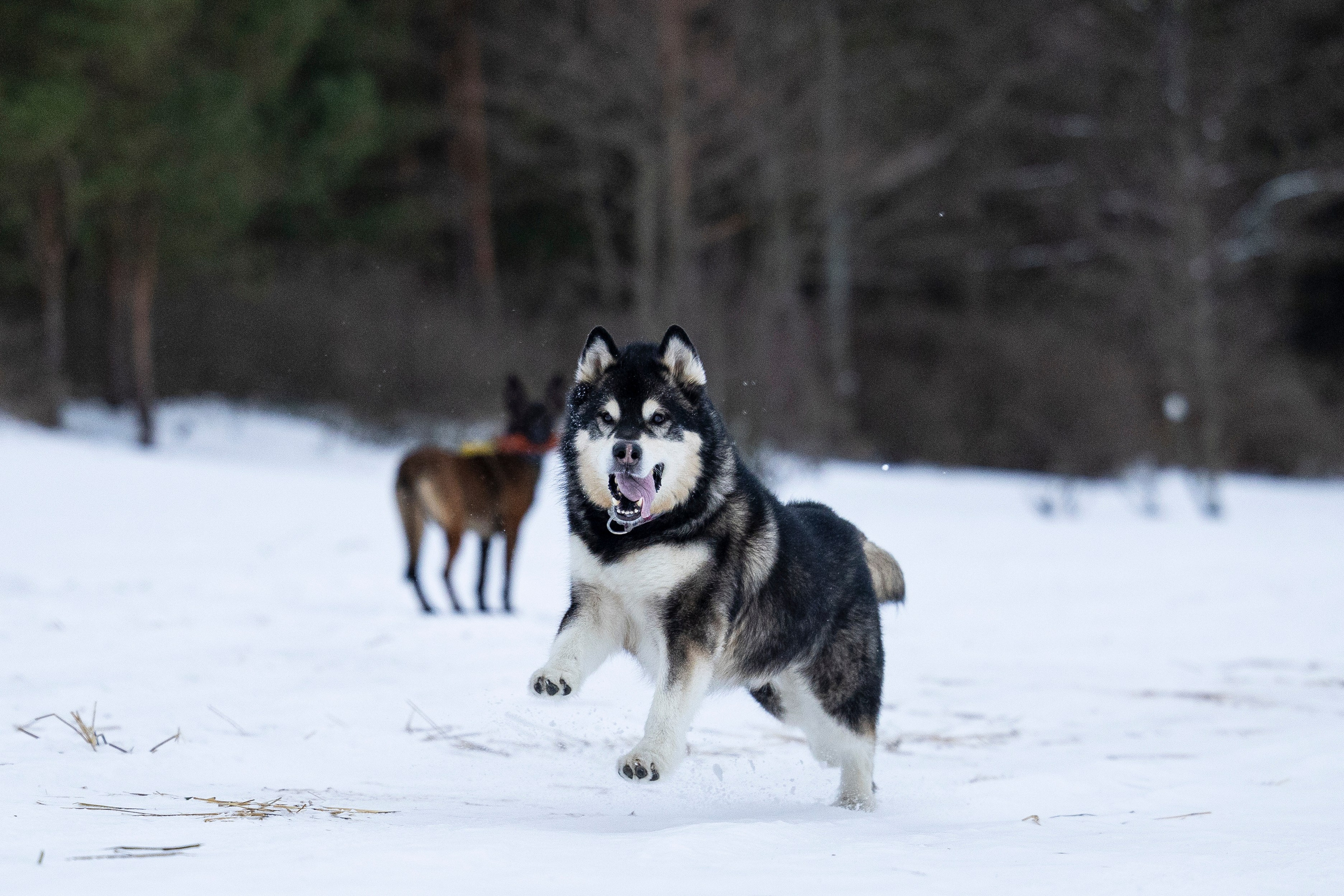 Юрген. Фотограф-анималист Анна Маринич