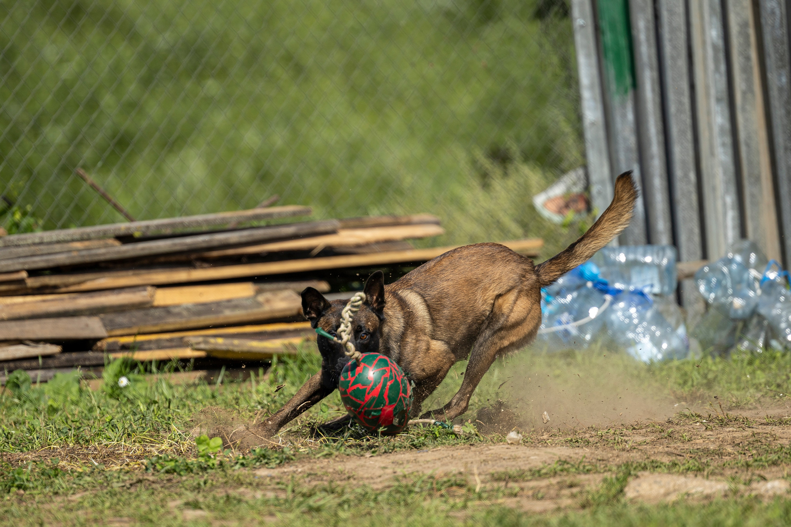 Соревнования по Мондьорингу г. Вологда 10-11.08.2024. Фотограф-анималист Анна Маринич