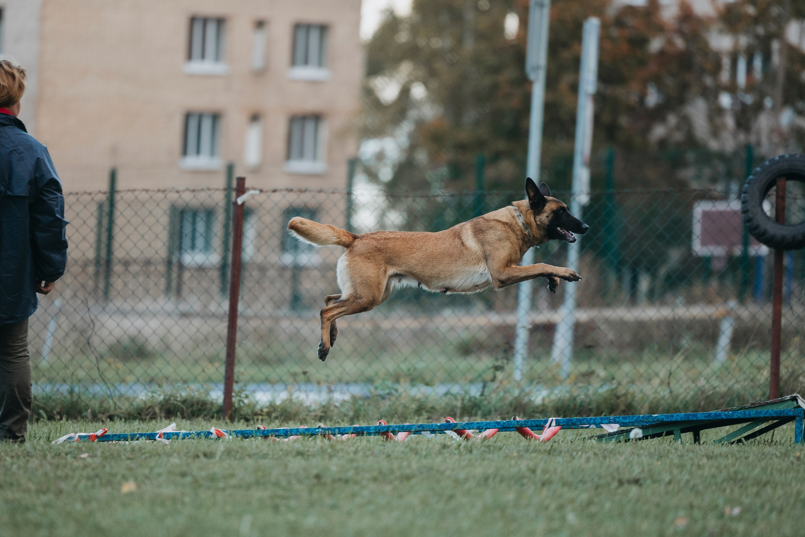 Испытания по мондьорингу г. Пушкин 29.09.2024. Фотограф-анималист Анна Маринич