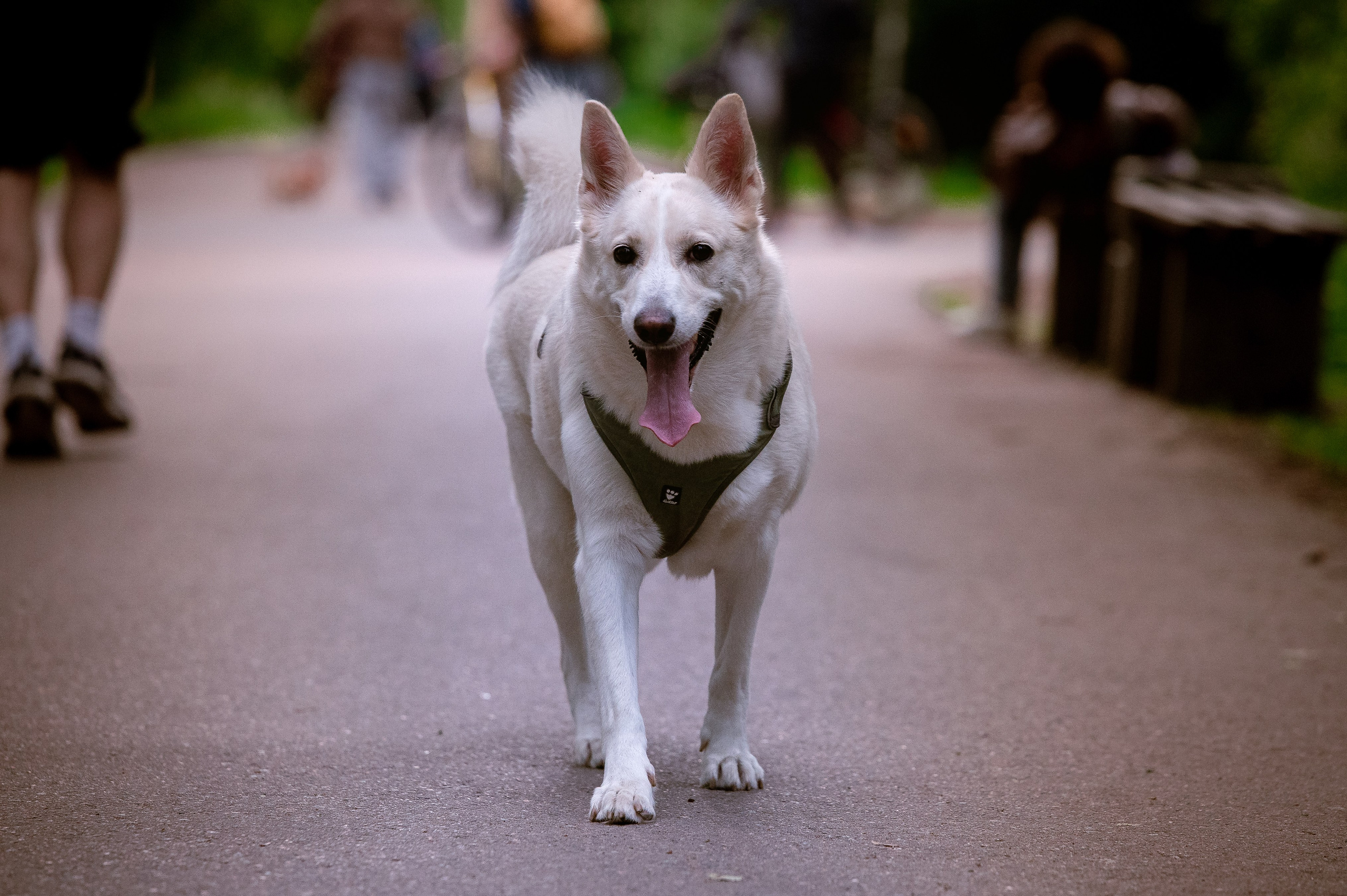 Собаки. Фотограф-анималист в Санкт-Петербурге Анастасия Иванова