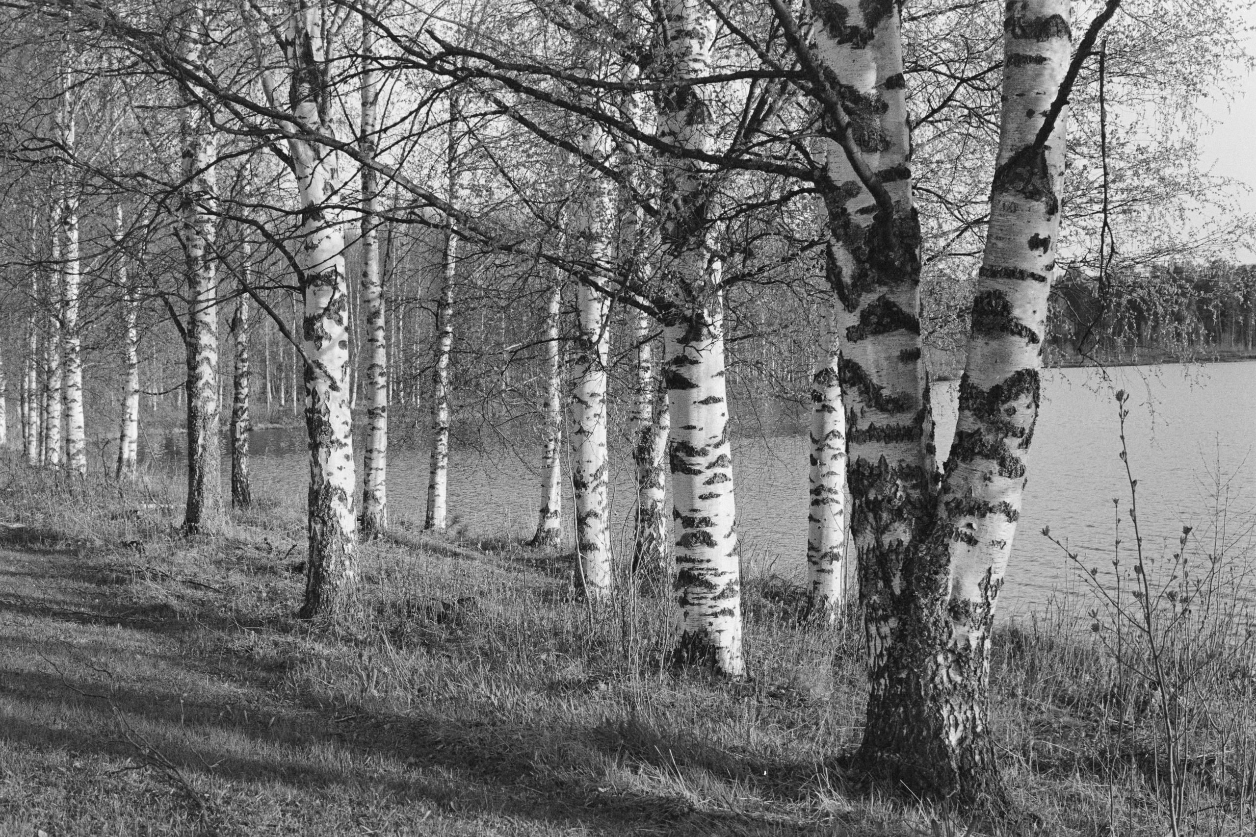 День проявки. Северные Ночи