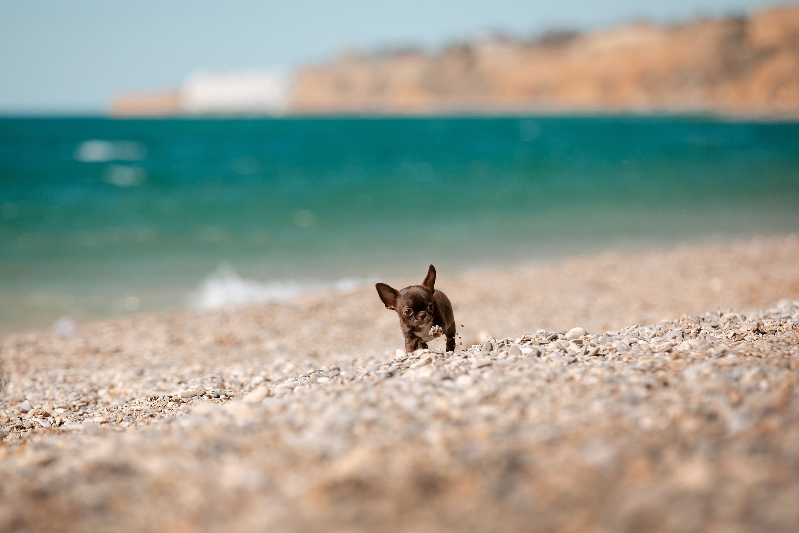 Веймаранер и чихуахуа в Крыму. Фотограф-анималист в Краснодаре Маша Мельникова