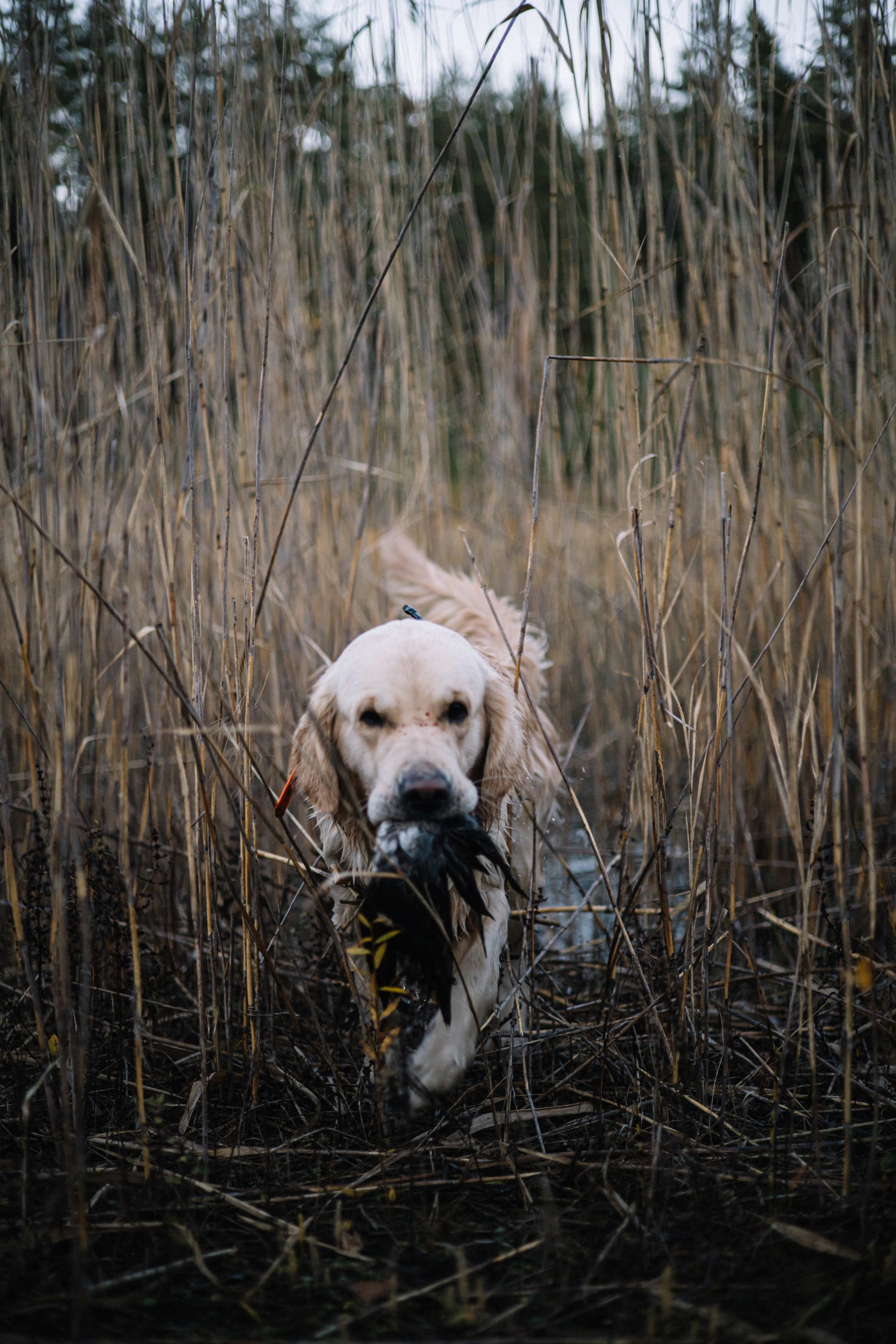 Для охотника