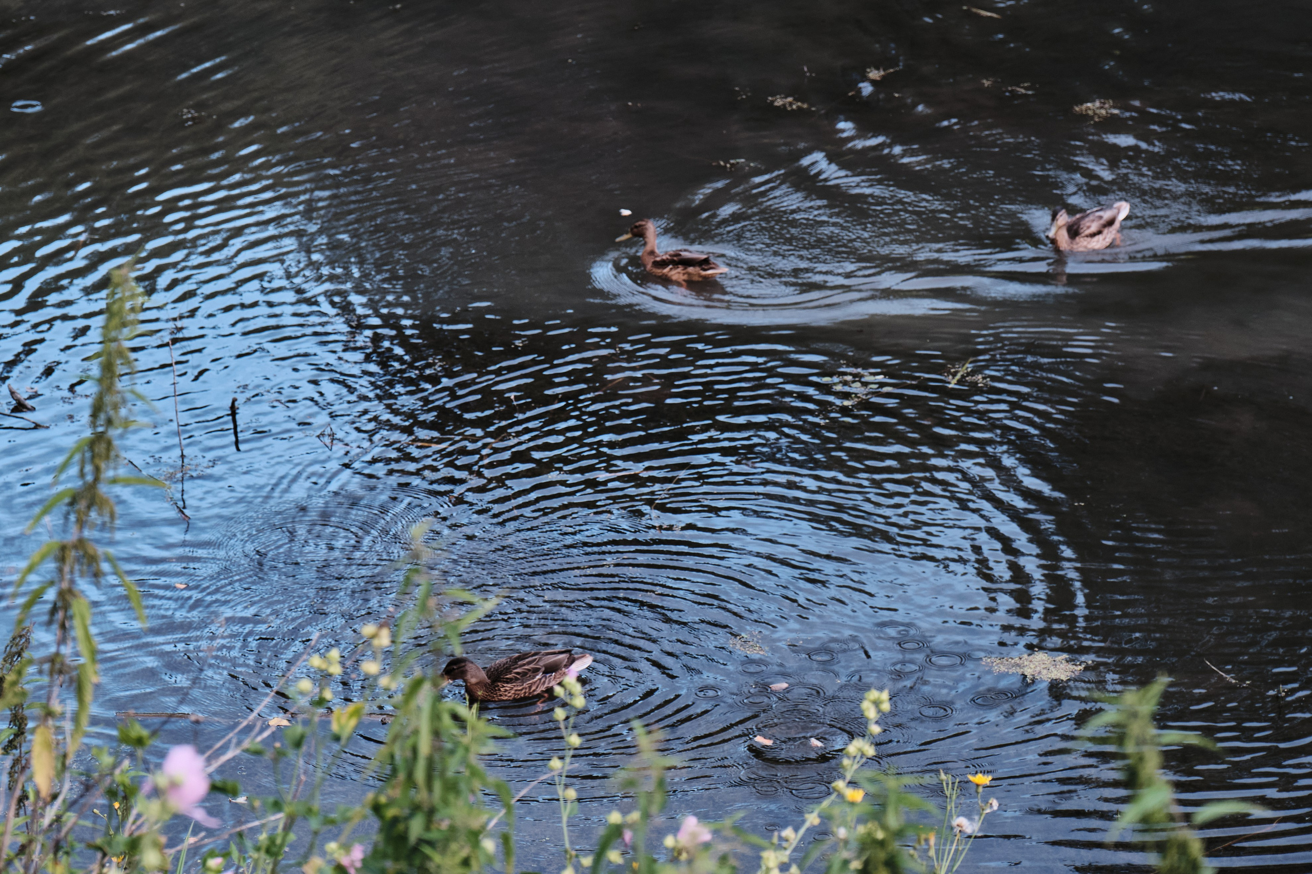 Академ-городок и ботанический сад. Goncharov Tim