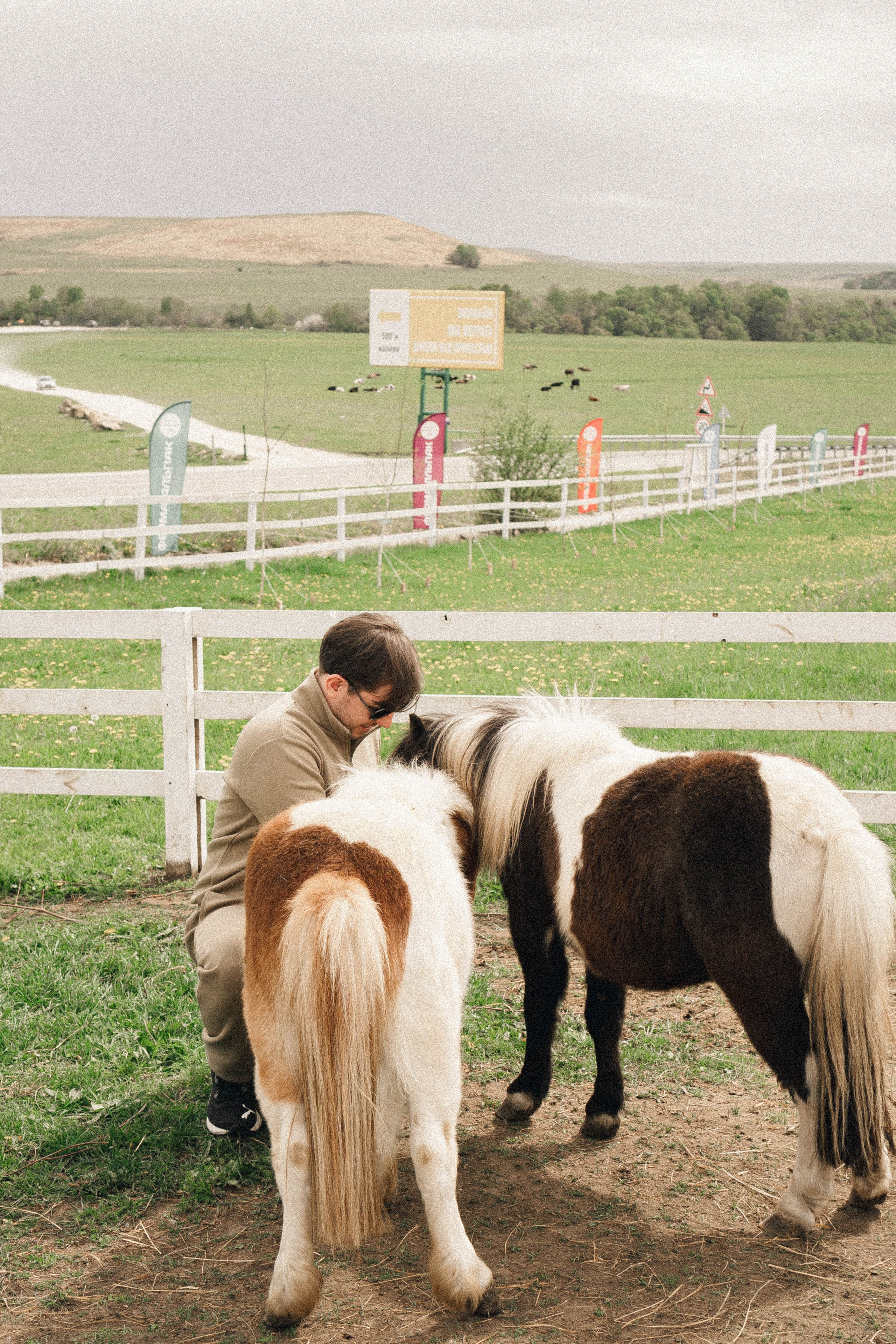 Ферма Альпак. Профессиональный фотограф, Санкт-Петербург — Виктория Богомолова