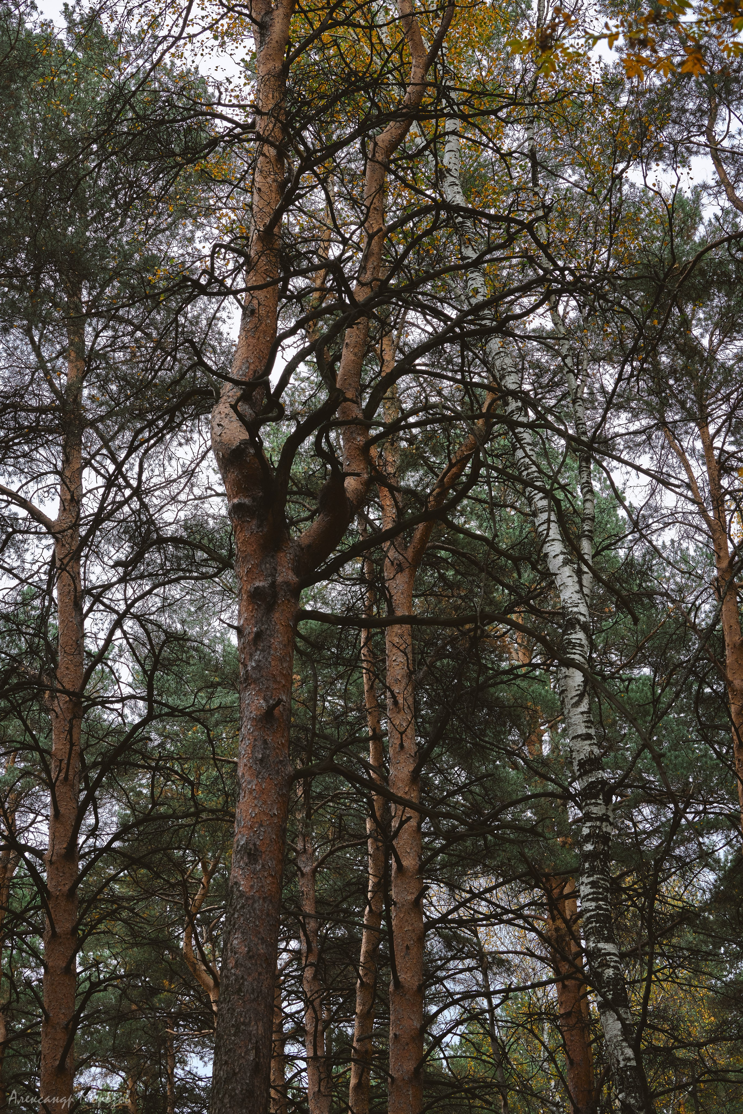 Осень в деталях. Фотограф в Екатеринбурге Александр Морозов