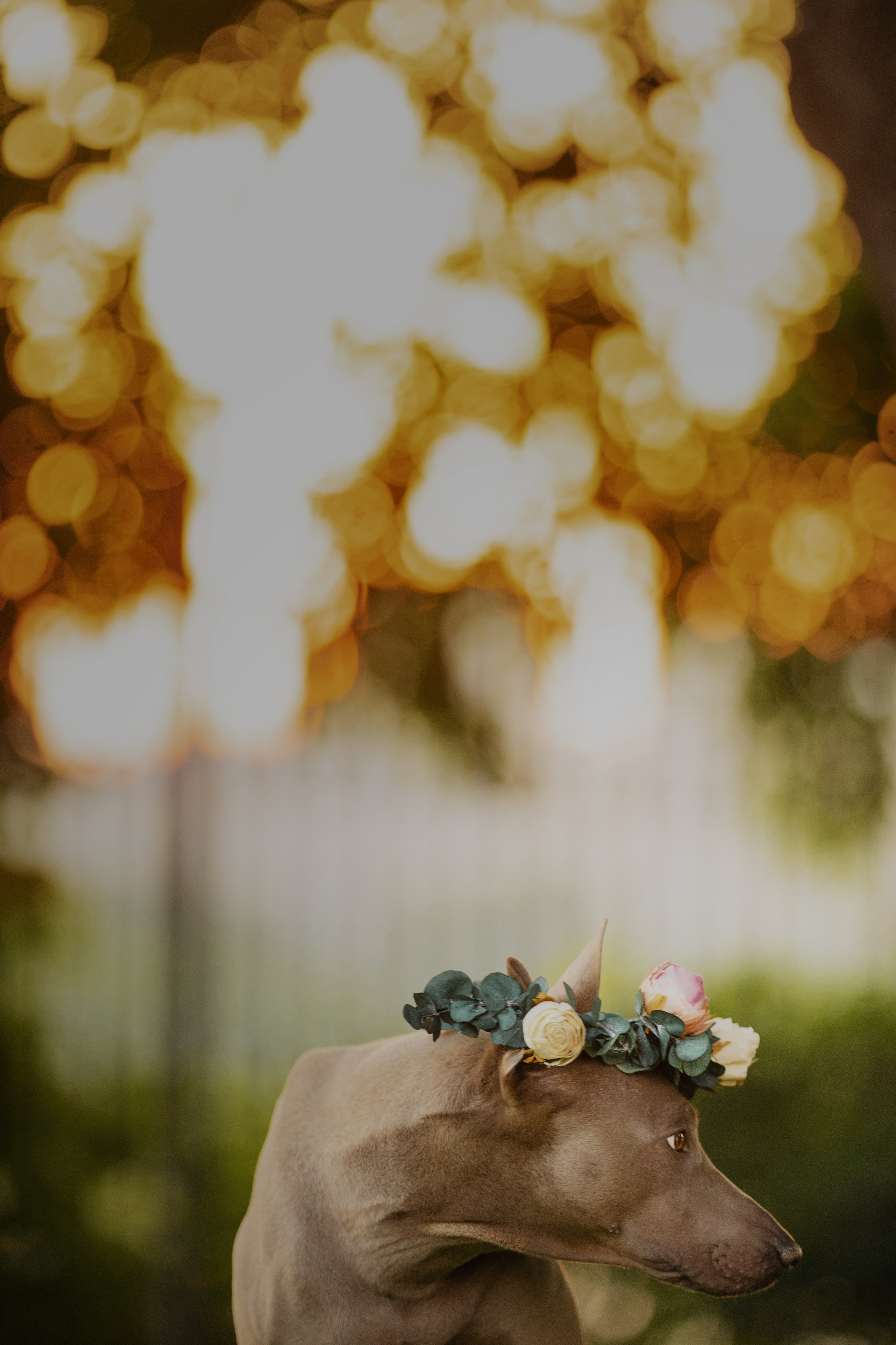 Лин + Вегас. Kameramotor74