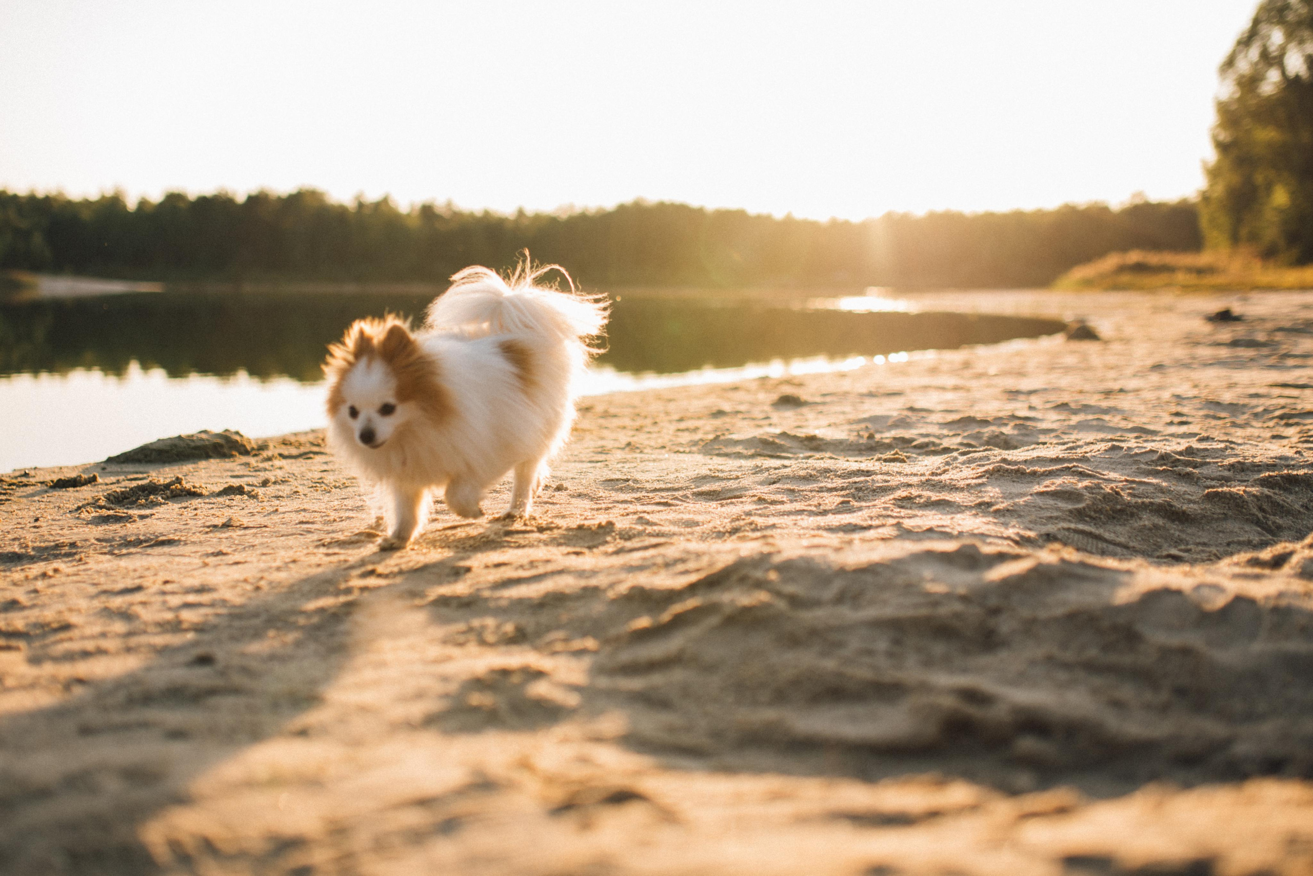 Теплая, уютная, семейная фотосессия на природе, на озере у костра. Семейный и свадебный фотограф в Сарове Дмитрий Власов
