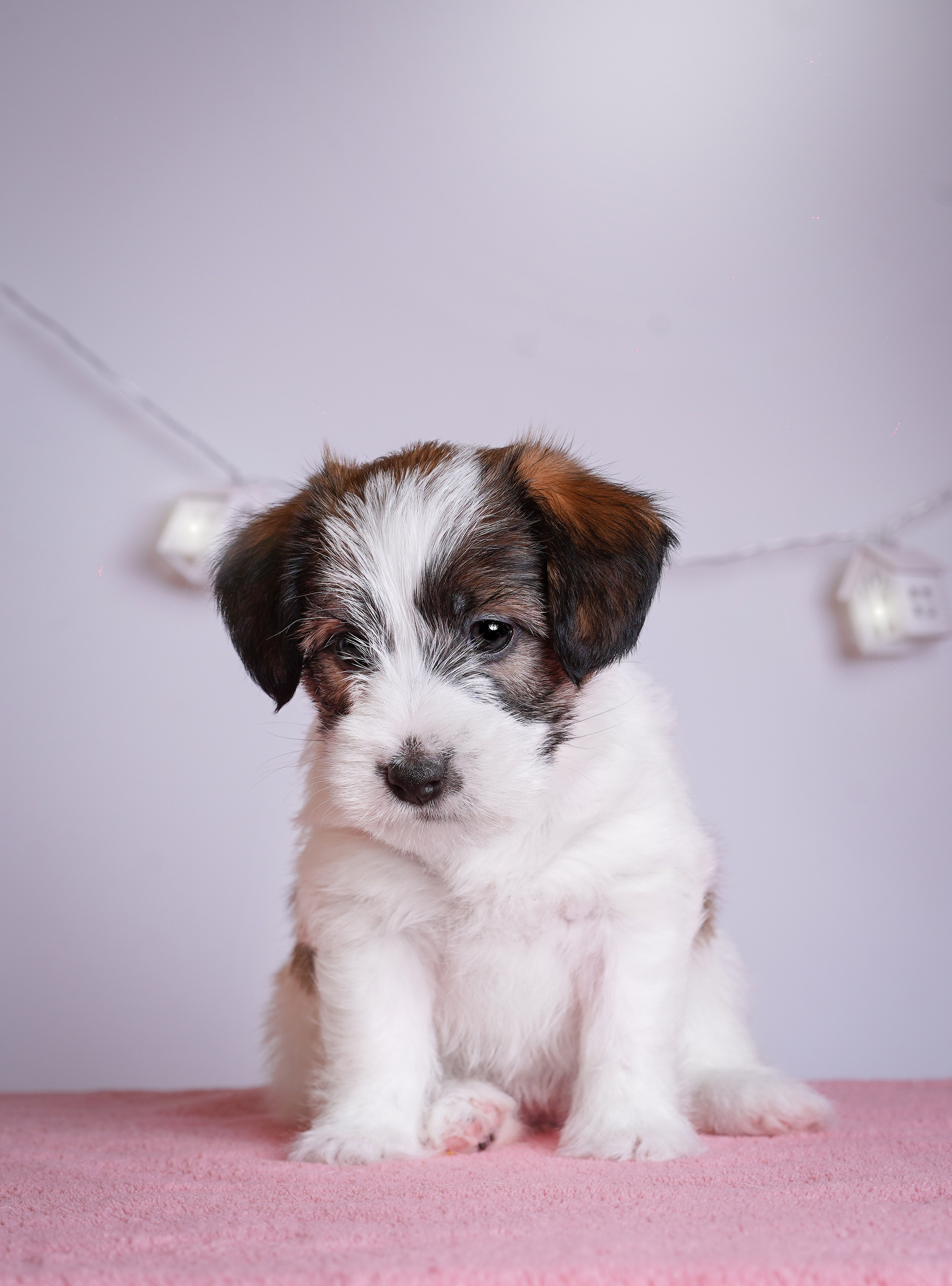 Щенки джек-рассела. Фотограф-анималист в Санкт-Петербурге Яна Мартынова
