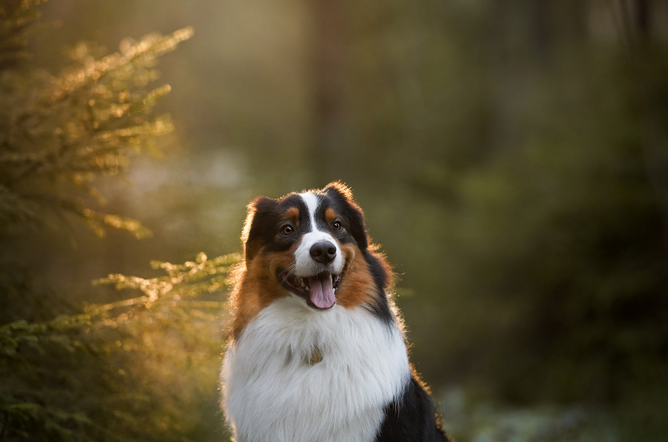 Бэст Айла и Панда. Фотограф-анималист в Санкт-Петербурге Яна Мартынова