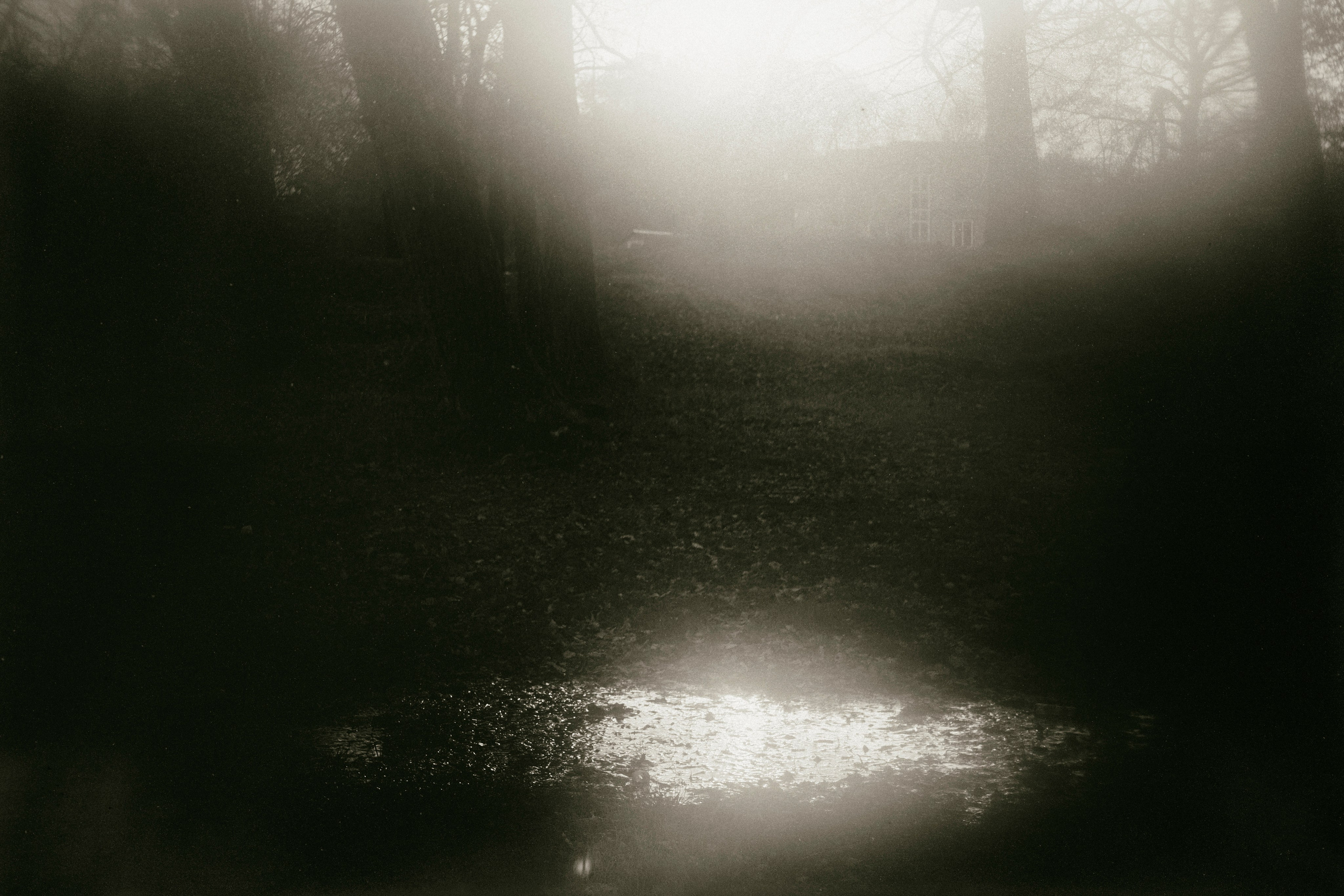 Child of the forest. Visual artist