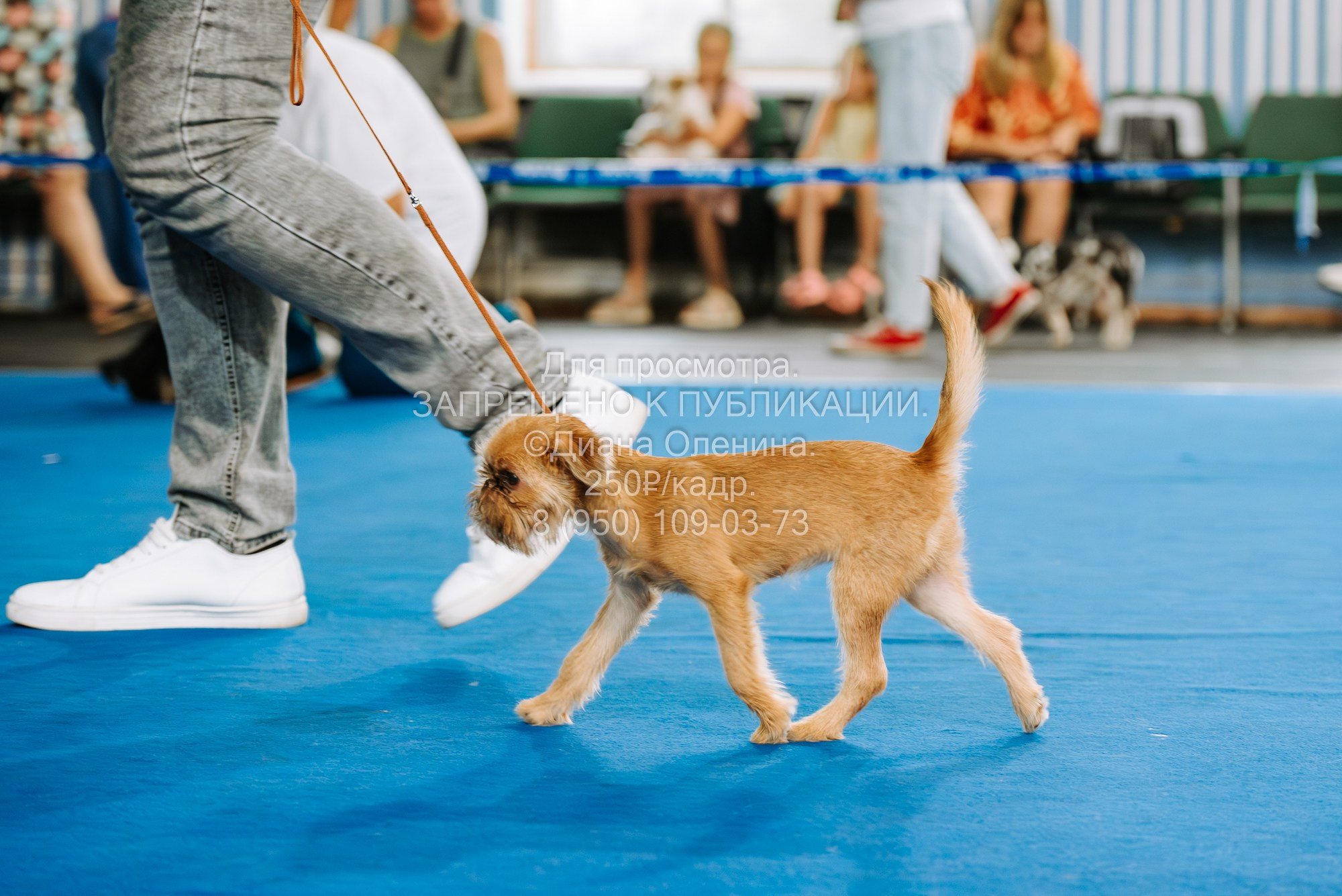 Национальная выставка собак всех пород ранга САС-IKU «Кубок Красноярск. Фотограф Диана Оленина Красноярск / Братск