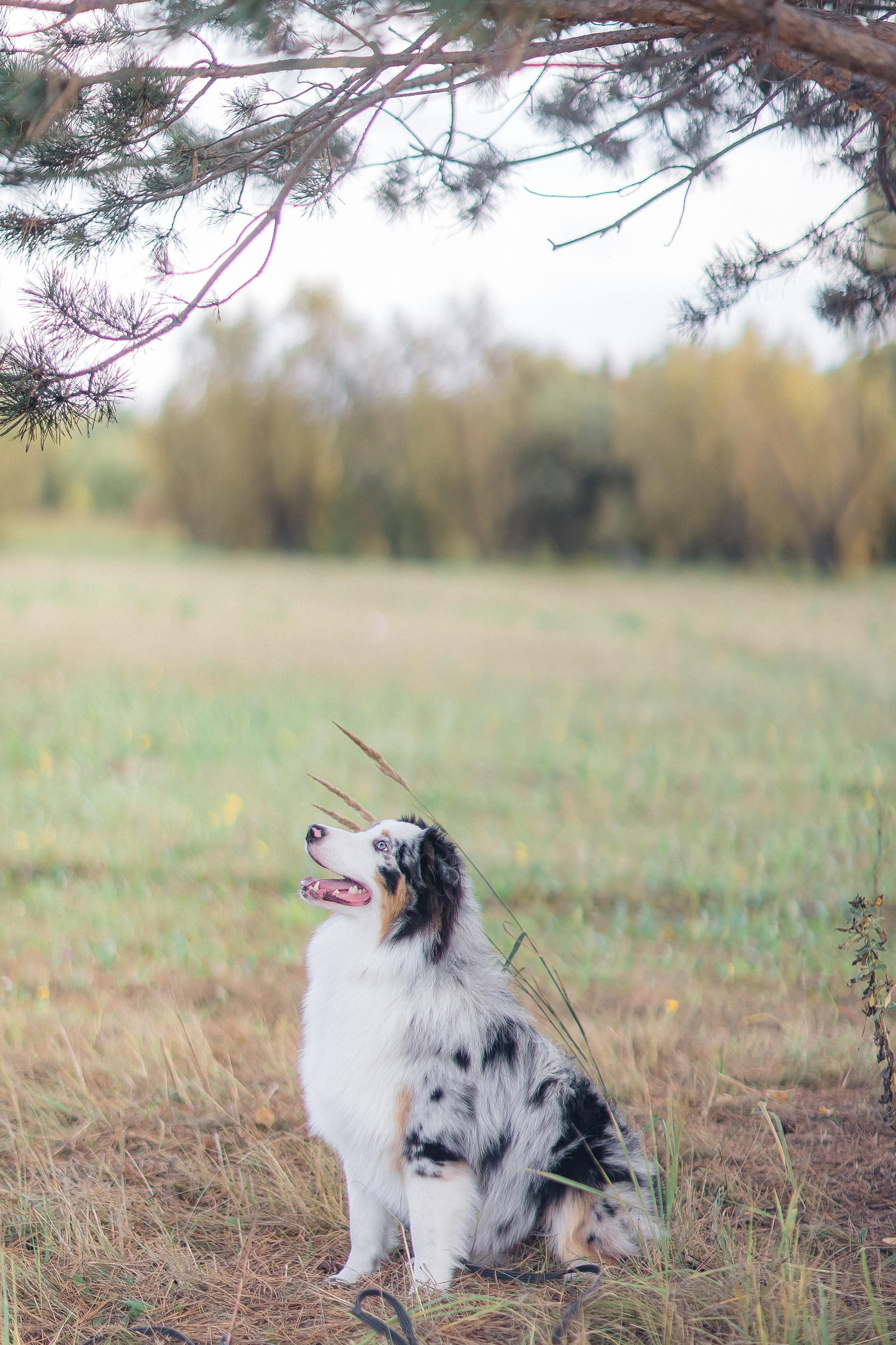 Аусси Дэймон. Свадебный и женский фотограф