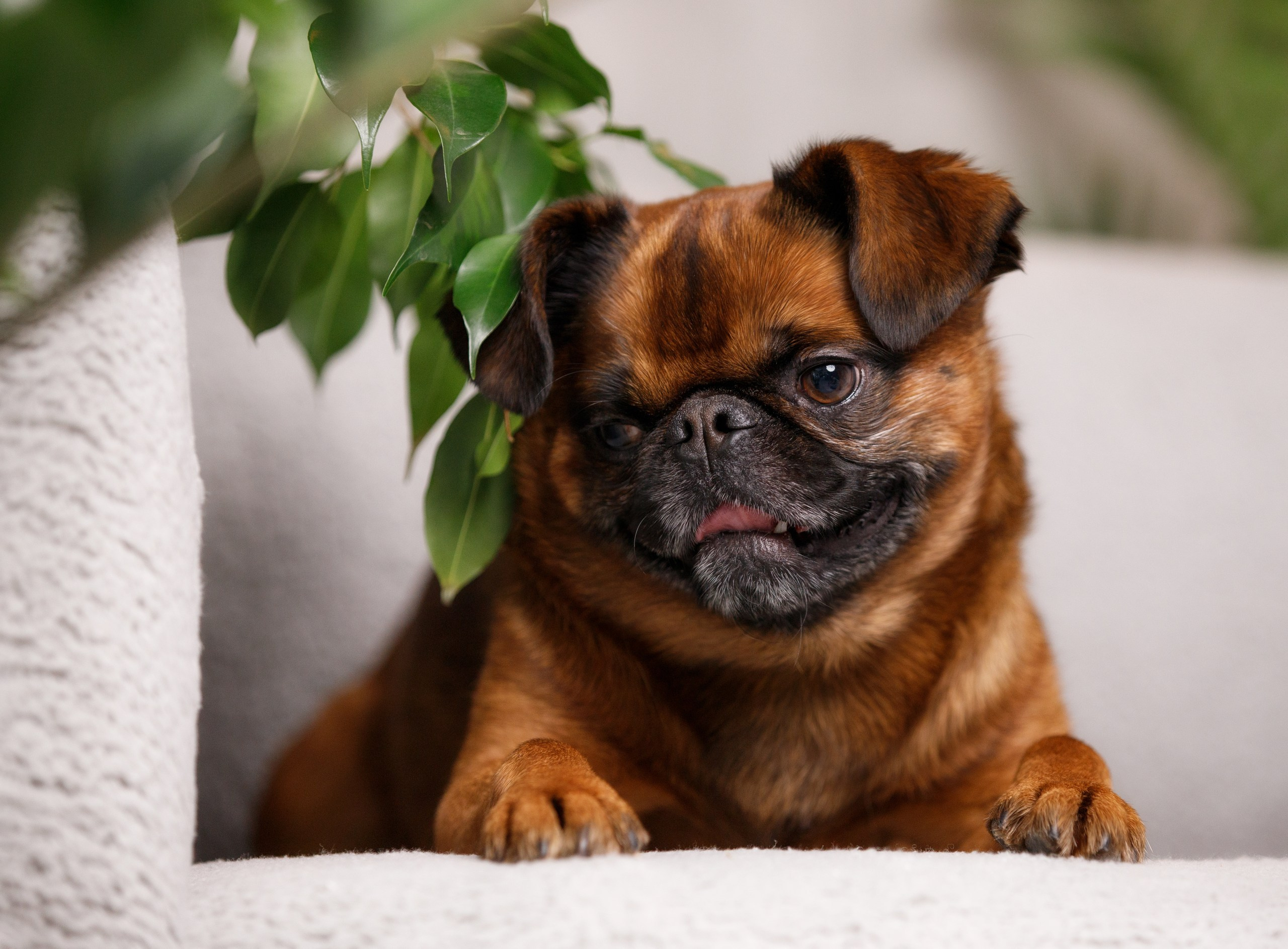 Мария и Арки. Фотограф-анималист в Калуге Мария Шерскова