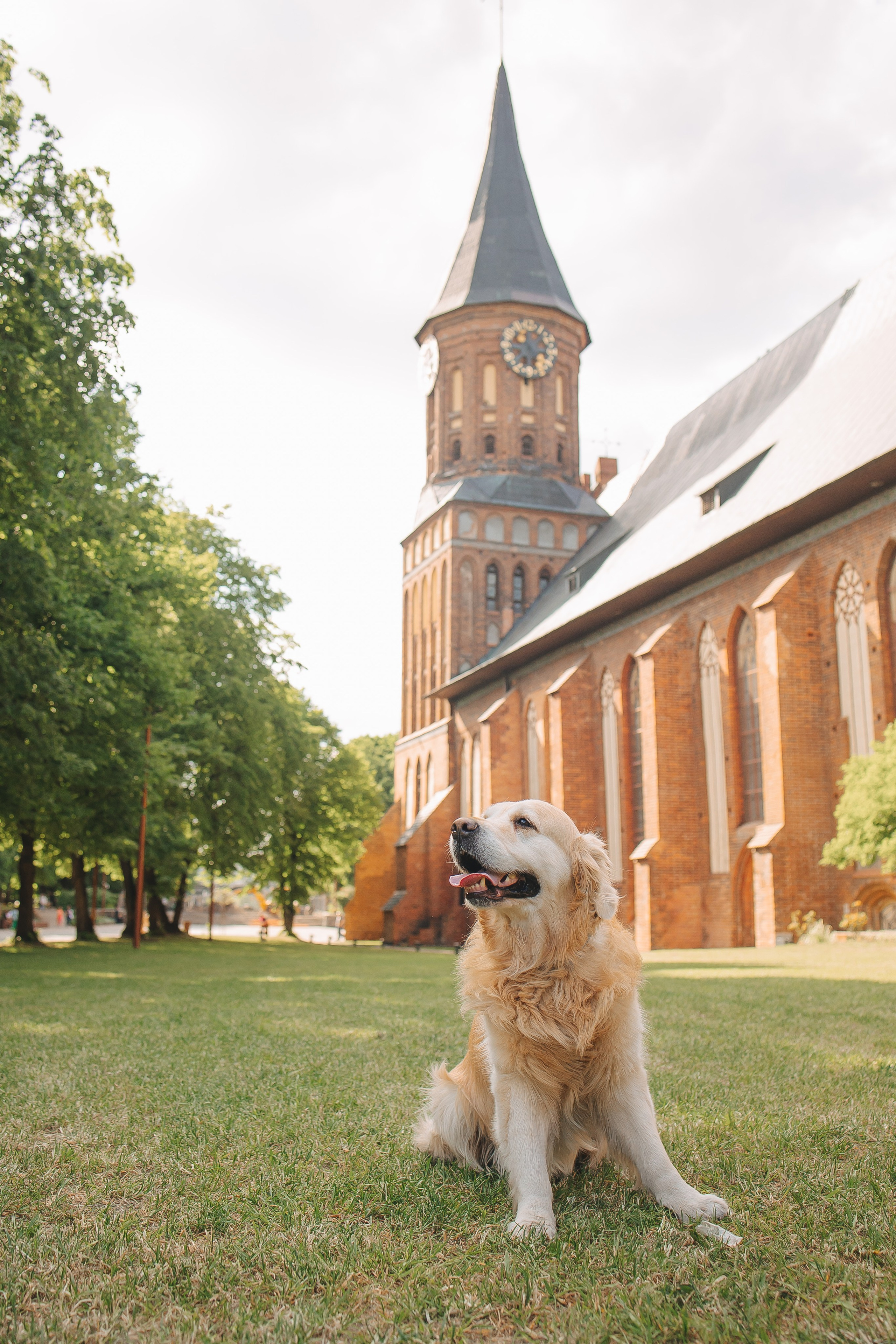 Золотистый ретривер Кант, Калининград. Свадебный и женский фотограф