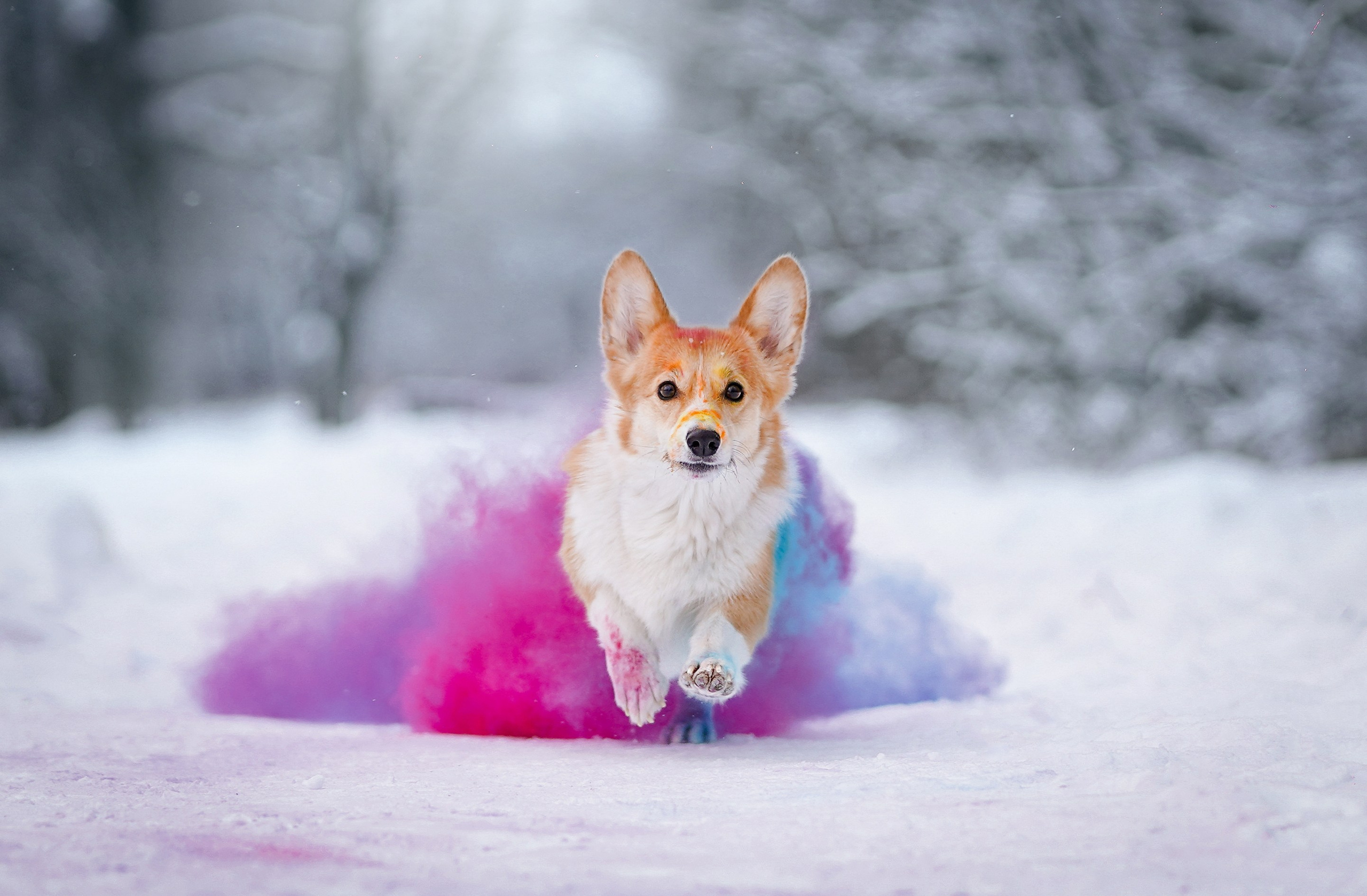 Кристина и Лаки. Фотограф-анималист в Санкт-Петербурге Яна Мартынова