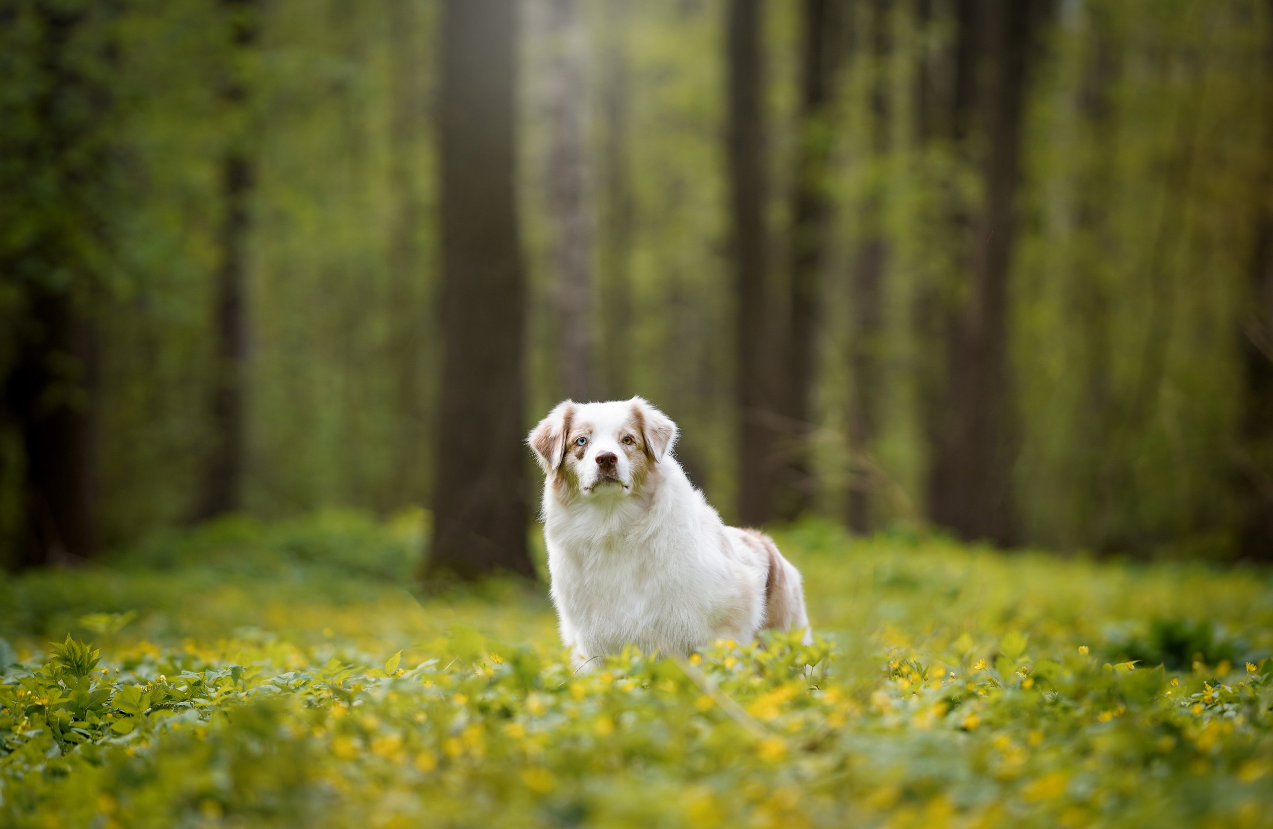 Рокки и Гермиона. Фотограф-анималист в Санкт-Петербурге Яна Мартынова