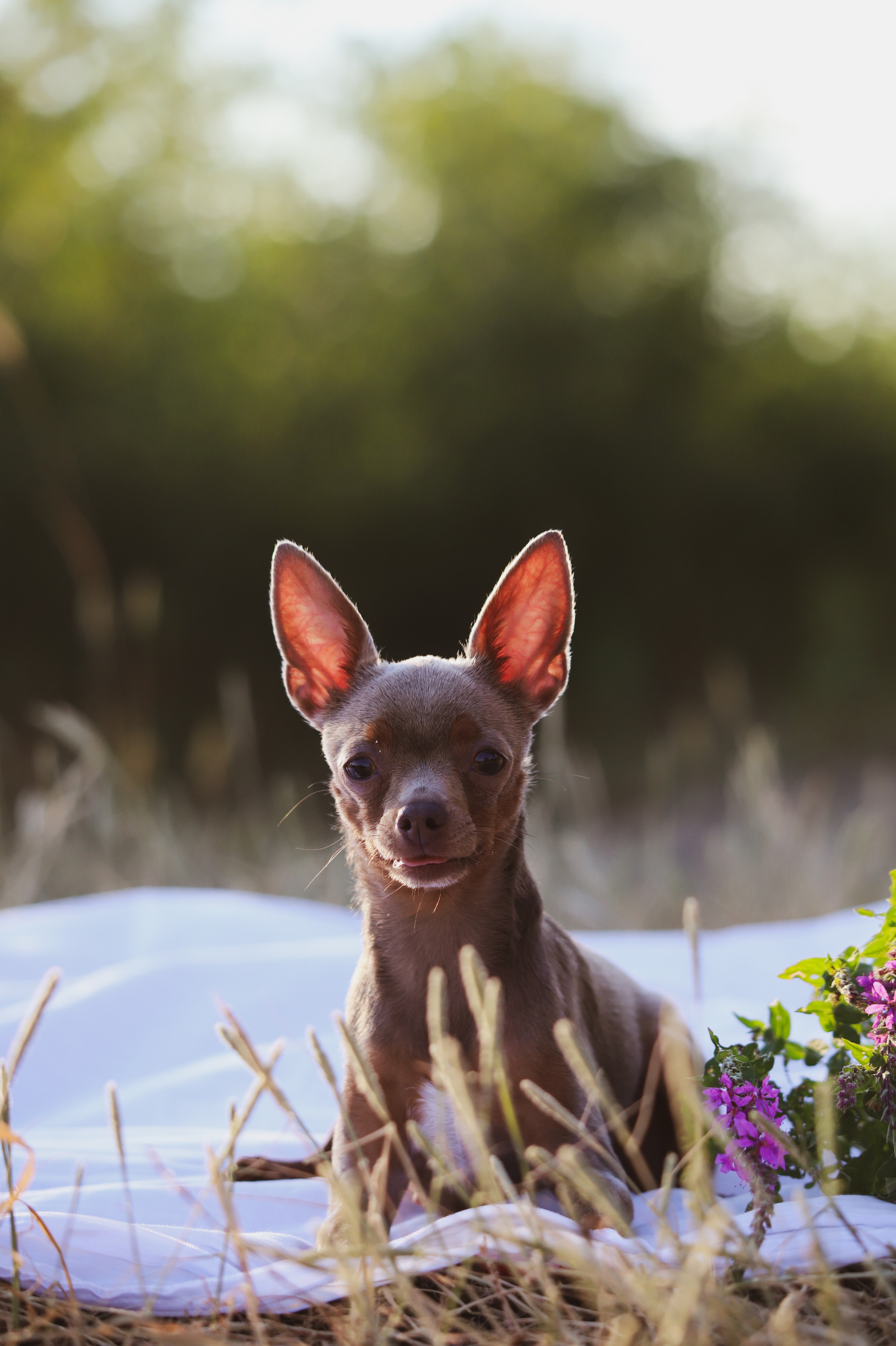 Виктория и Михаил. Фотограф Москва и МО Анастасия Пясковская