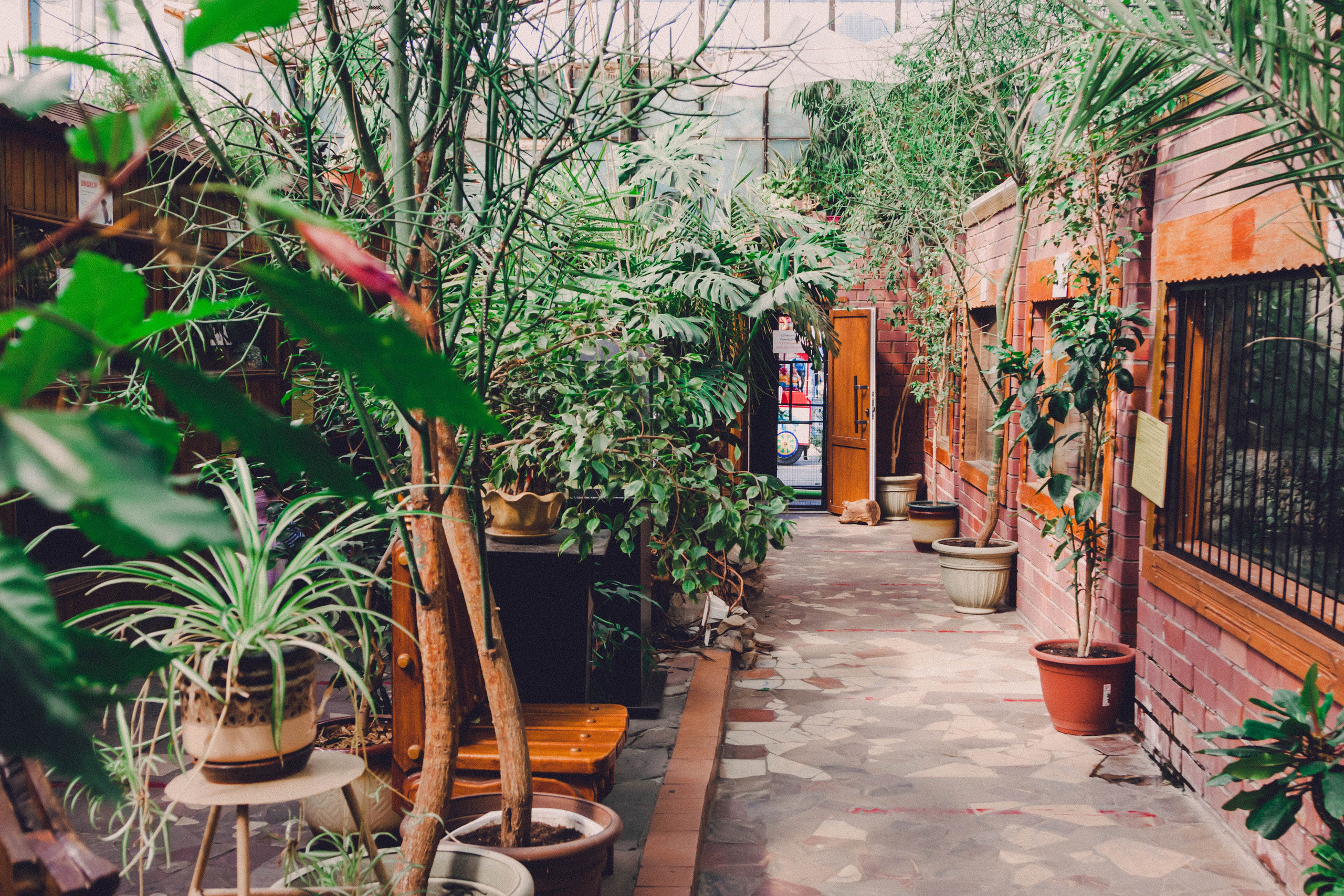 Оранжерея с зелеными растениями. Сад под крышей, много зеленых растений.
