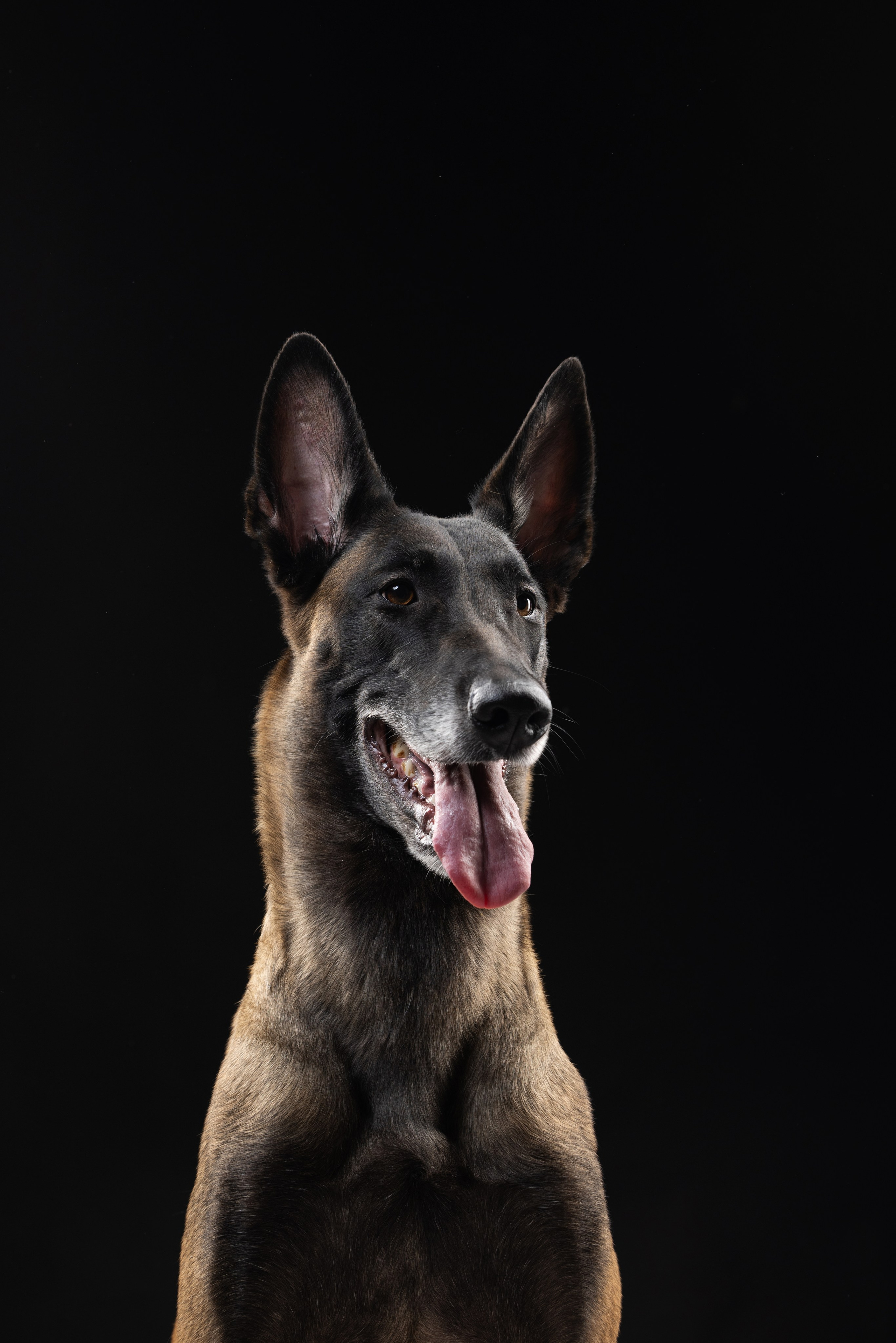 Жара и Делфи. Фотограф анималист Осипчикова Мария