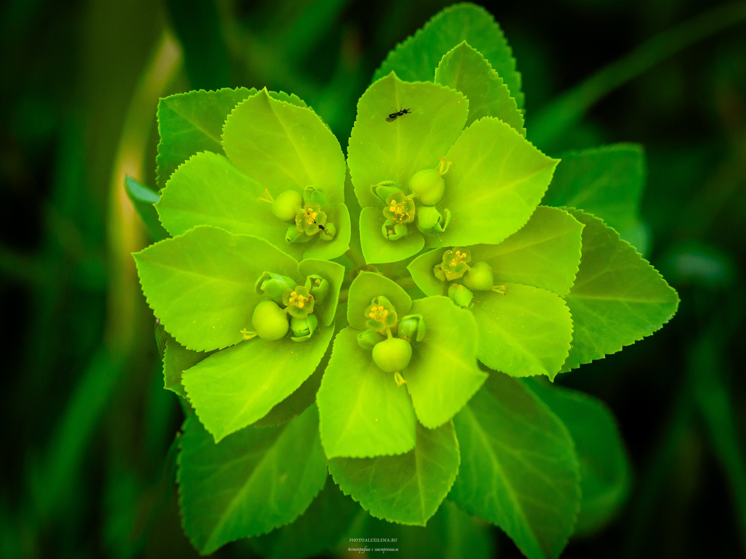 Все оттенки зелёного. Авторские стильные фотокартины