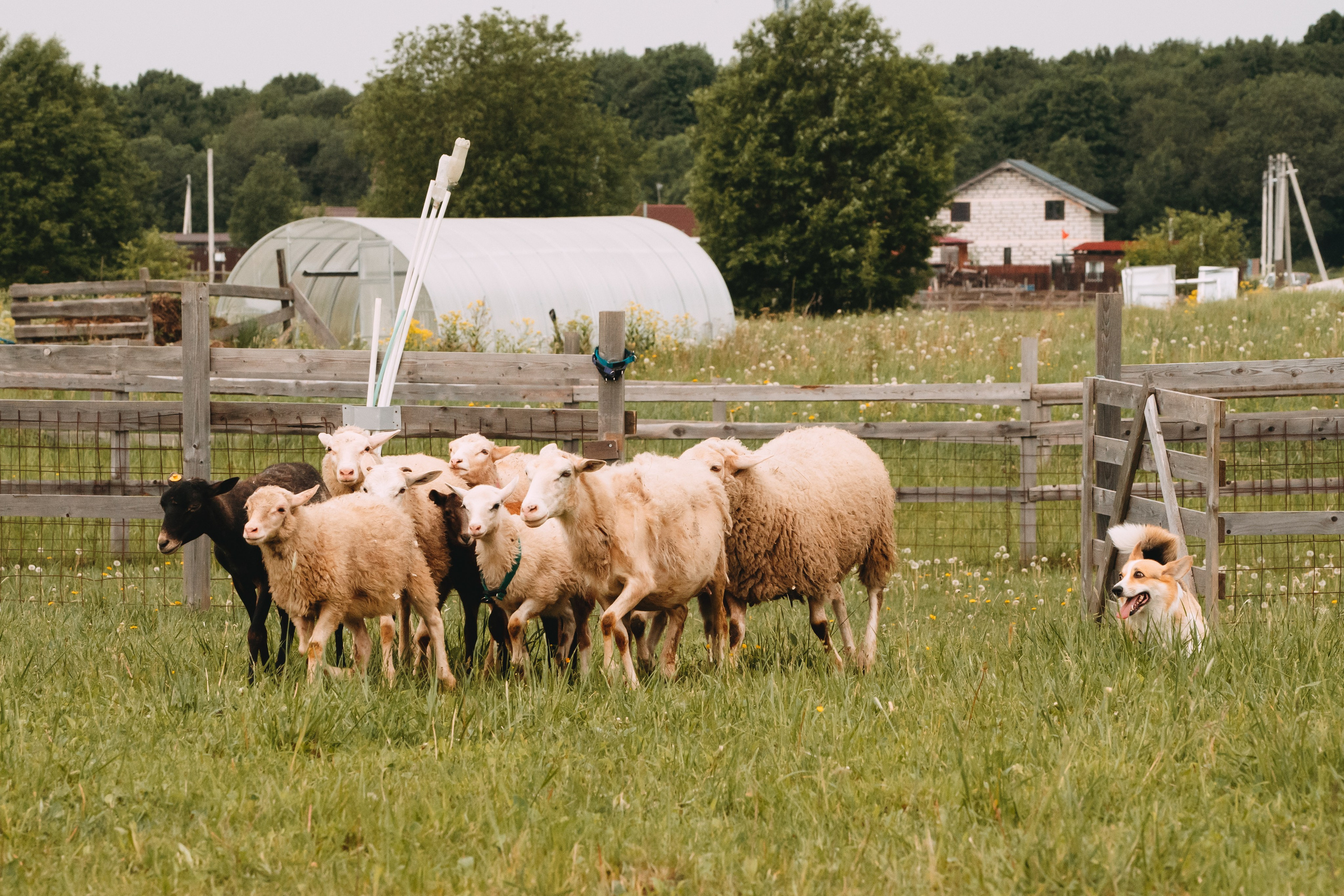 Состязания по пастушьей службе 1-2.06.24, Заостровье. Фотограф-анималист Анастасия Большакова