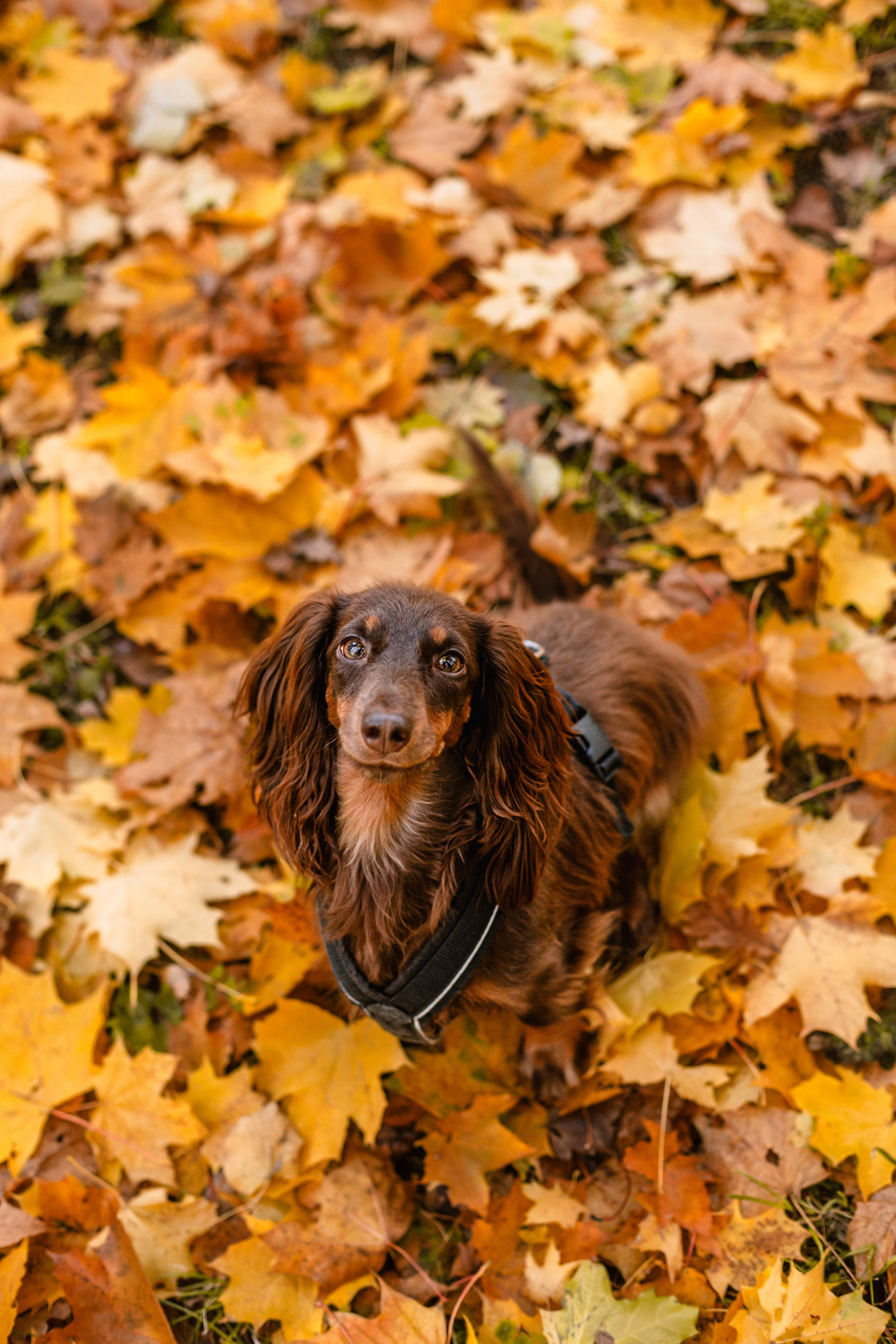 Света, Хайди, Богдана. Фотограф-анималист Татьяна Степанова