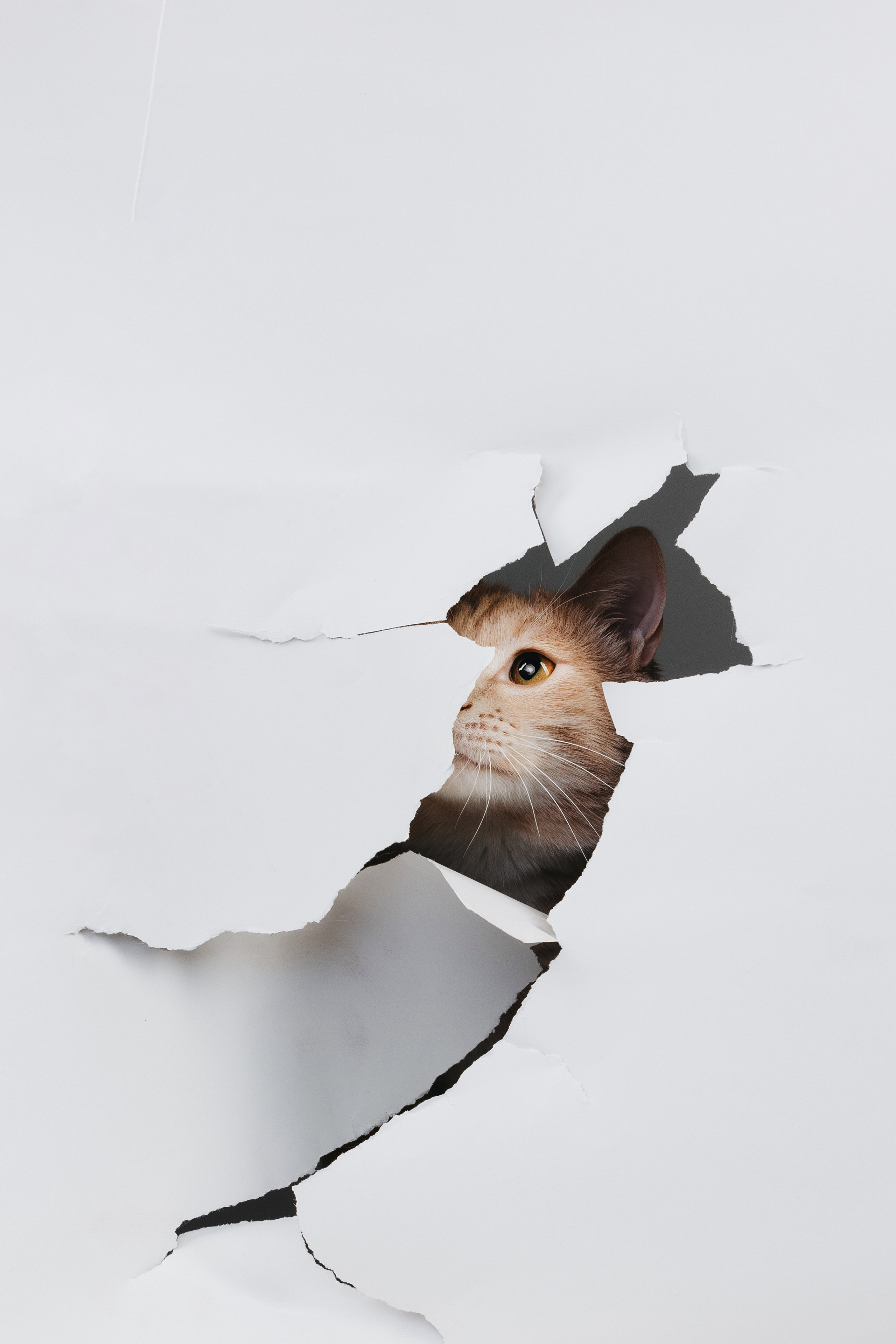 Коты Сет и Квентин. Фотограф анималист Осипчикова Мария