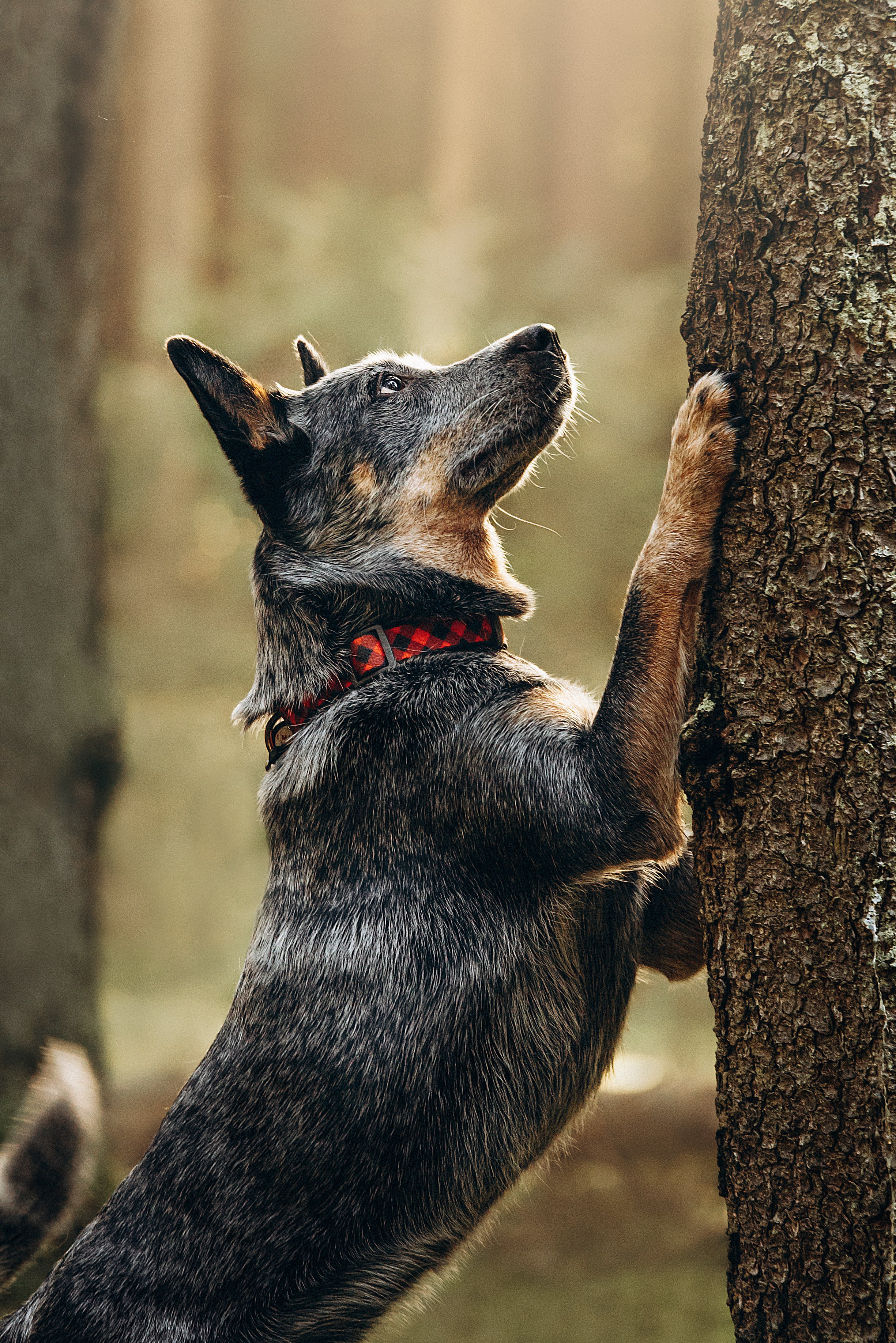 Оля и Мотечка. Фотограф — Анималист | Санкт-Петербург