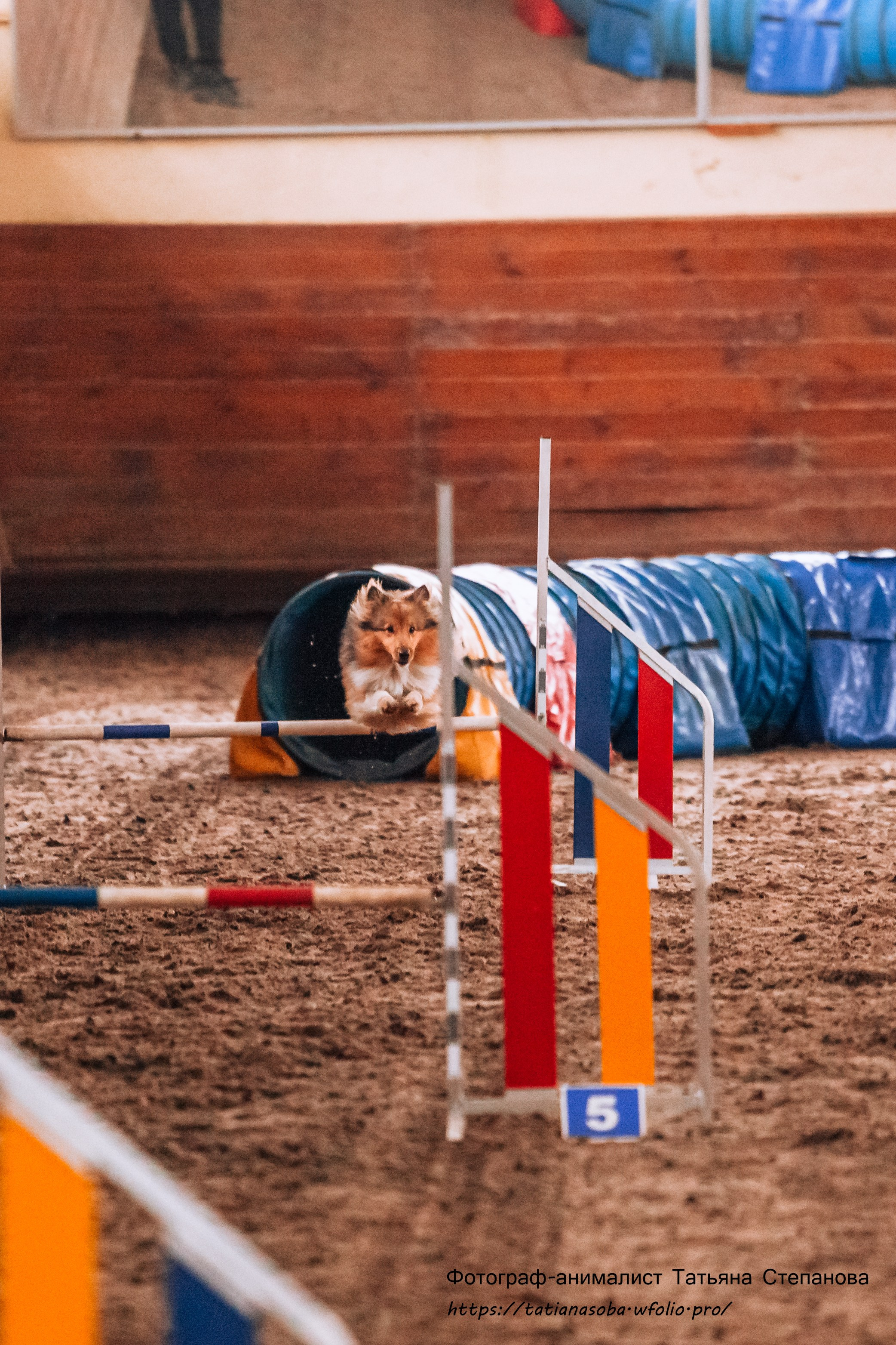 Соревнования по Аджилити 25.02.2024. Фотограф-анималист Татьяна Степанова