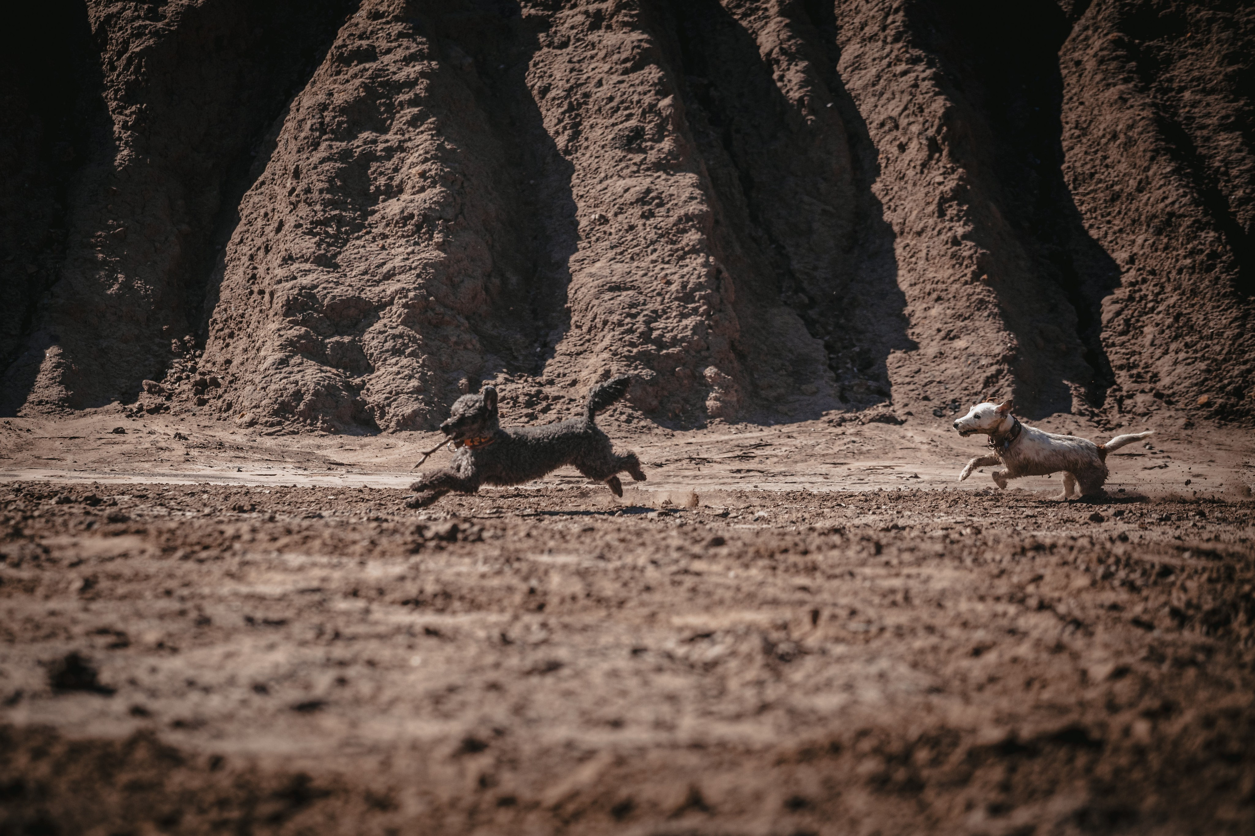 Кондуки. Фотограф-анималист Татьяна Степанова