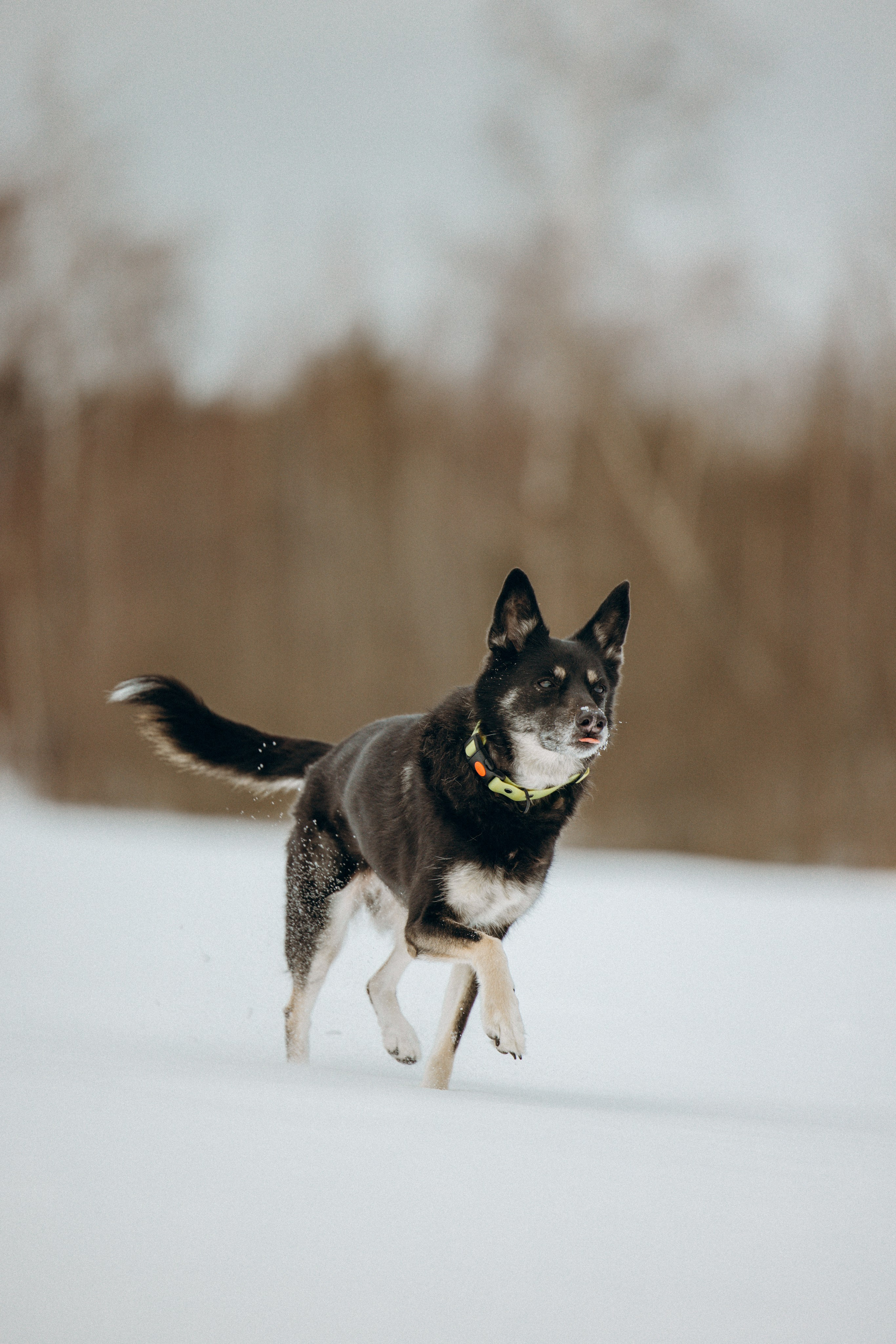 Ника, Матиша и Герда. Фотограф-анималист в Москве Лера Черноног
