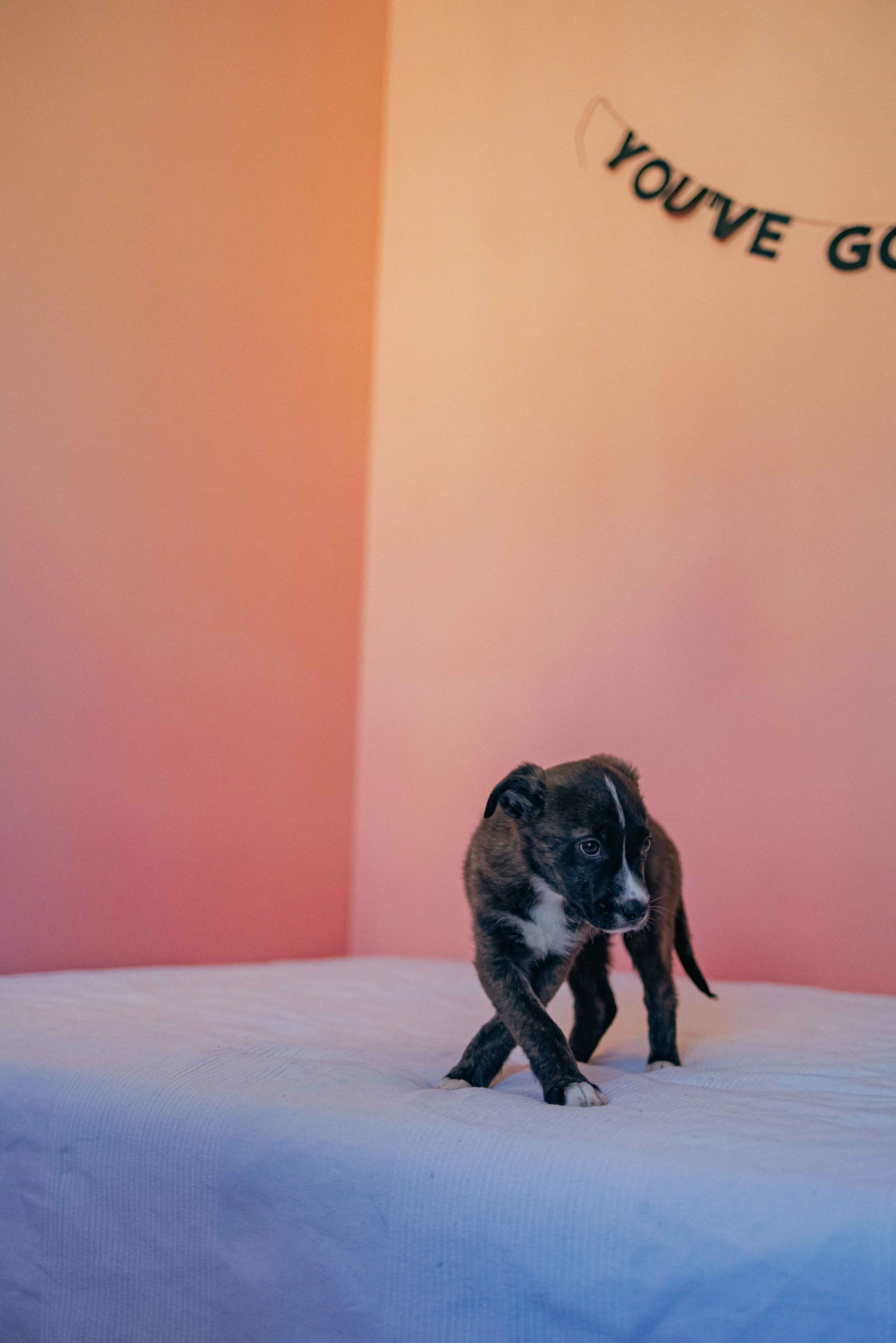 Гайка. Фотограф-анималист в Москве Лера Черноног