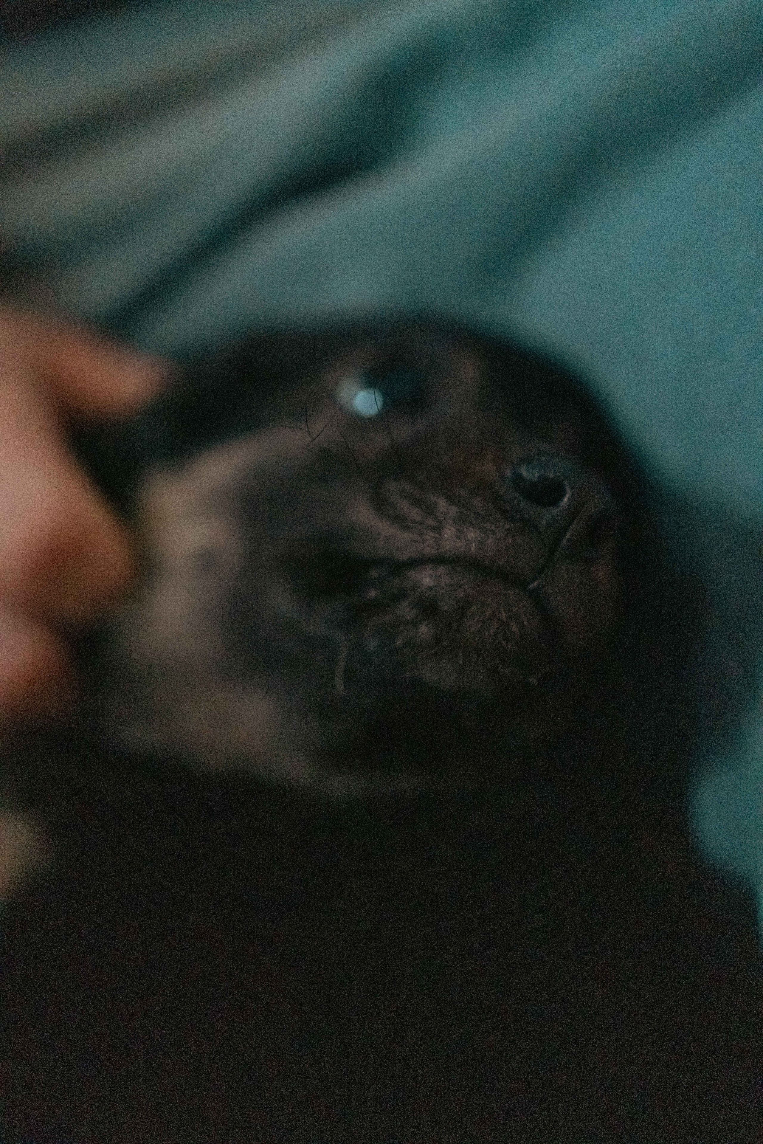 Пеппа. Фотограф-анималист в Москве Лера Черноног