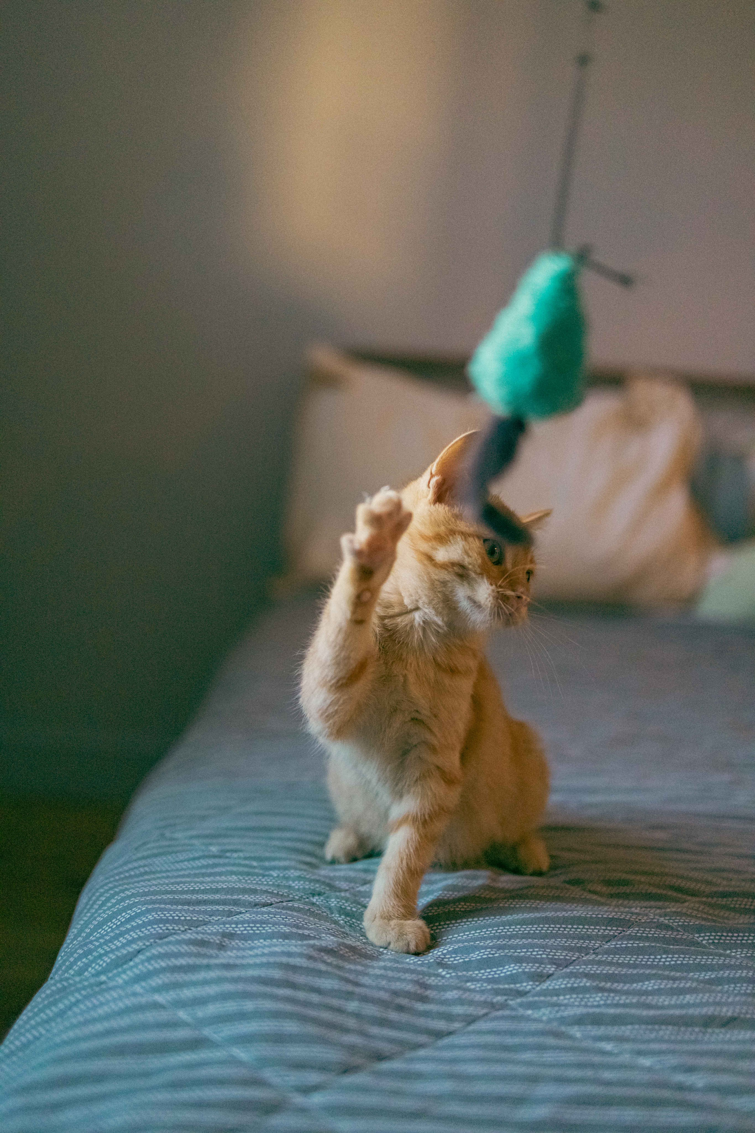 Кускус. Фотограф-анималист в Москве Лера Черноног