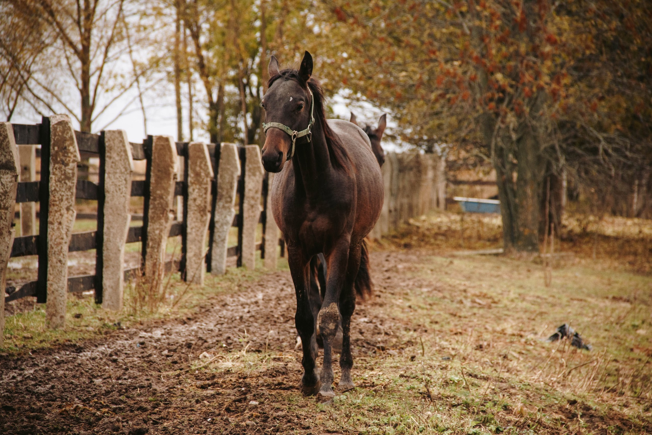Vyksa. ФОТОГРАФ ANASTASIA KOSHELEVA