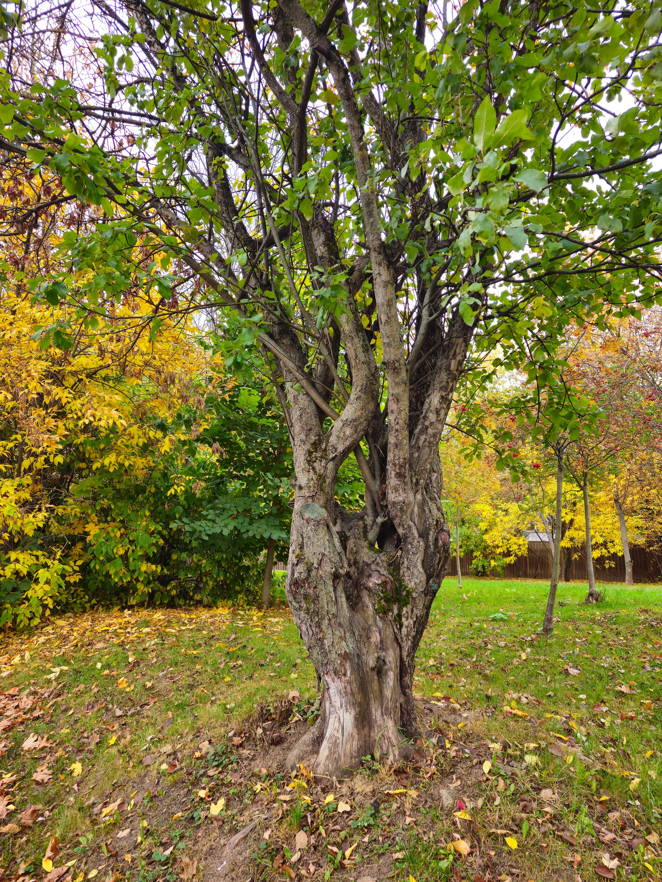 Дерево с узловатым стволом зелено-желтой листвой в осеннем парке. На заднем плане видны другие деревья, окрашенные в желтые и зеленые осенние тона. 