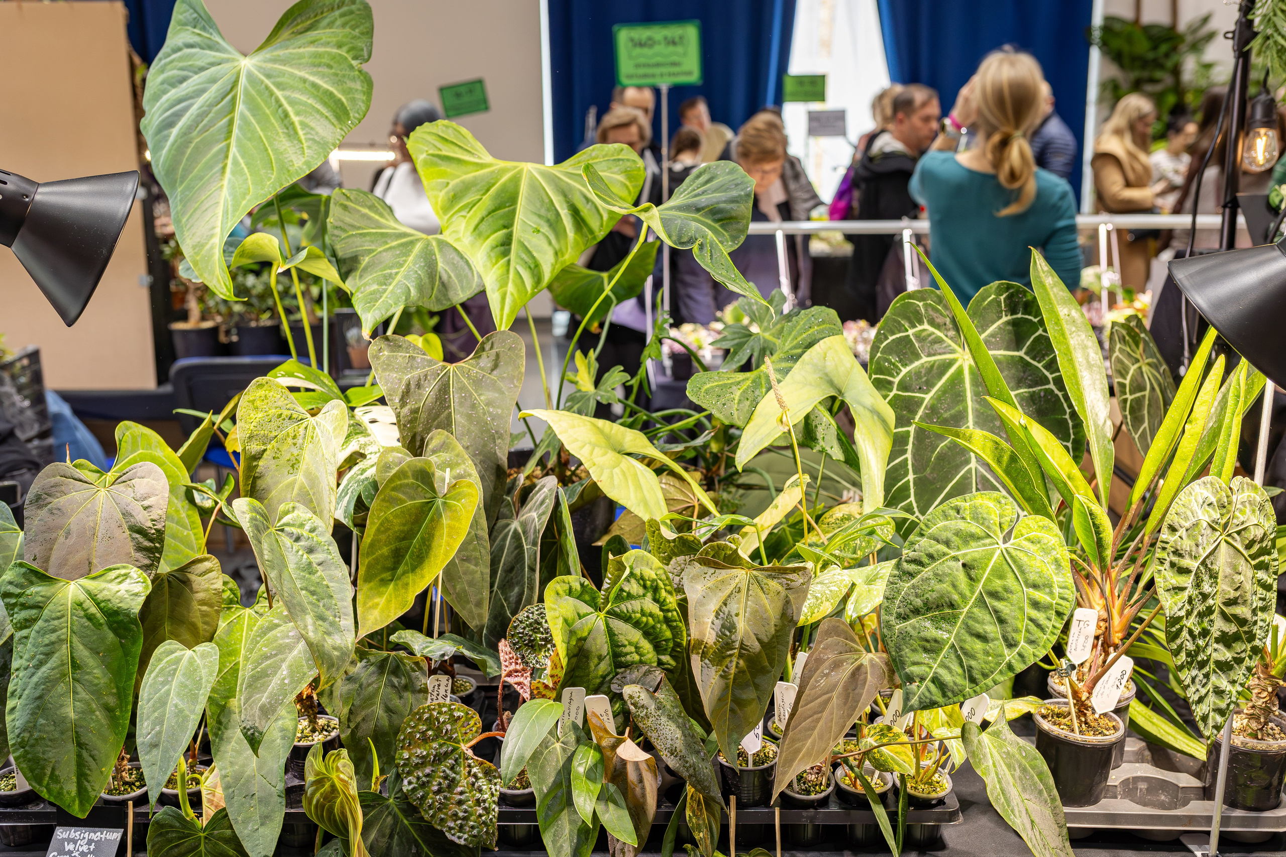 Монстериум апрель 2026. Александра Куликова фотограф, Москва