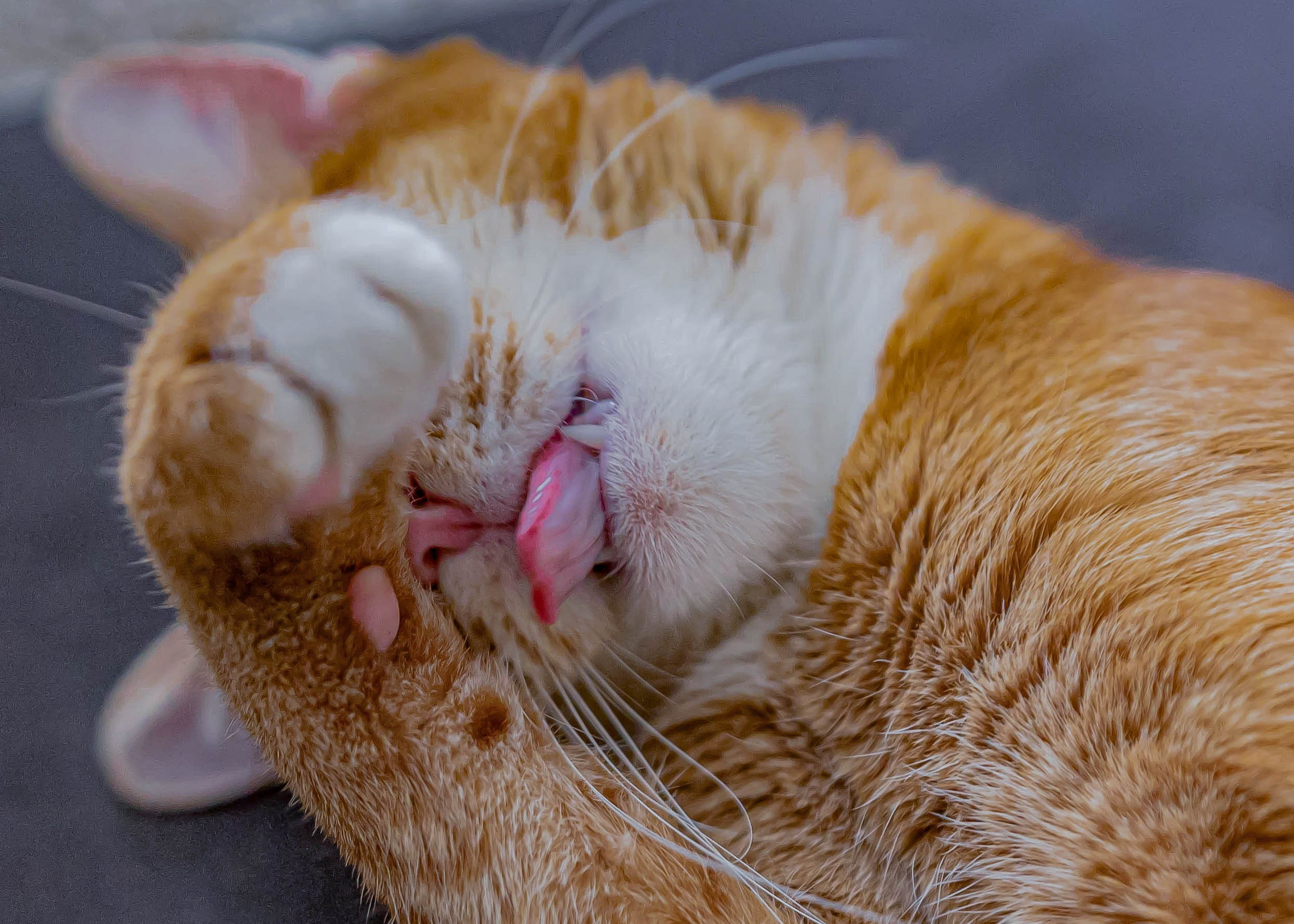 Домашние животные. Свадебный и семейный фотограф в Москве Мария Соловова