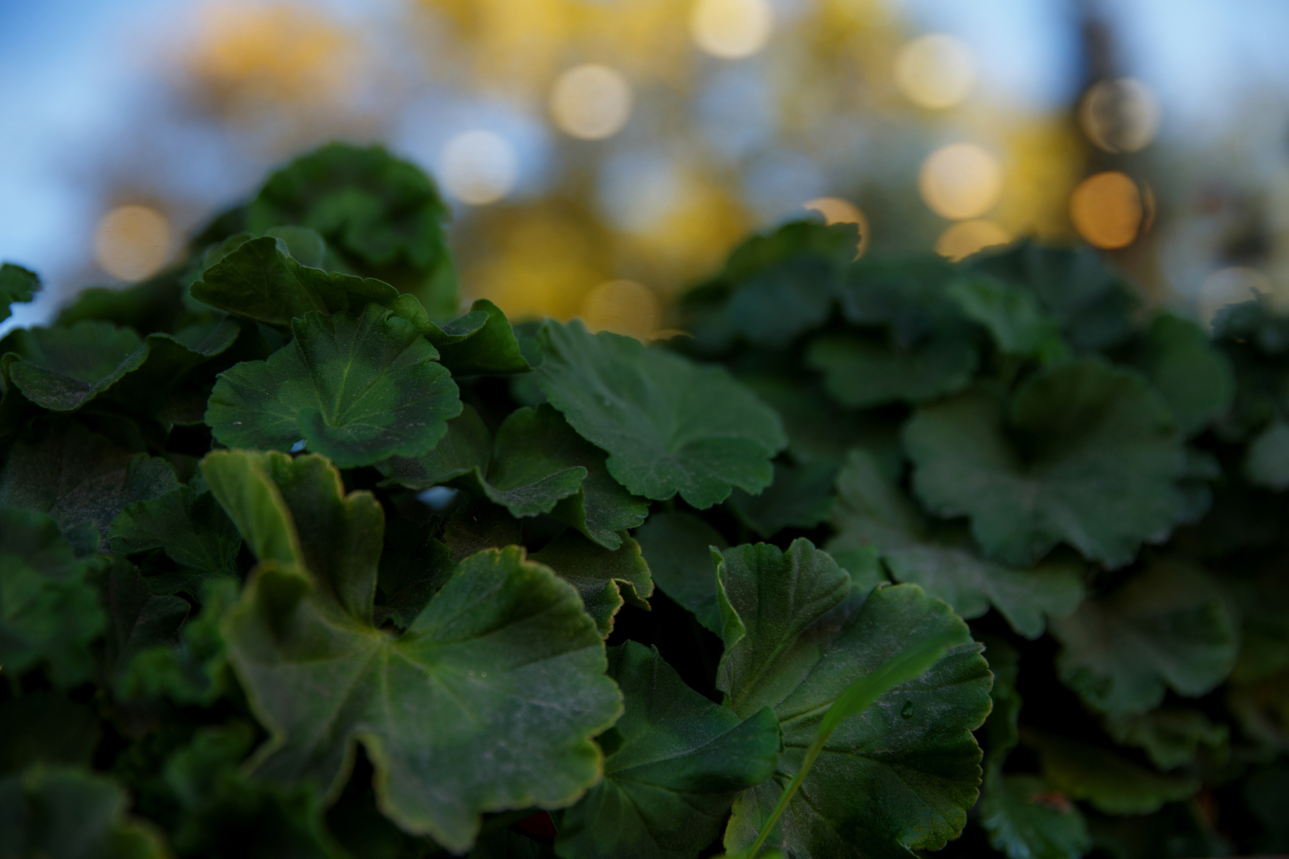 Центральное кафе Архангельск