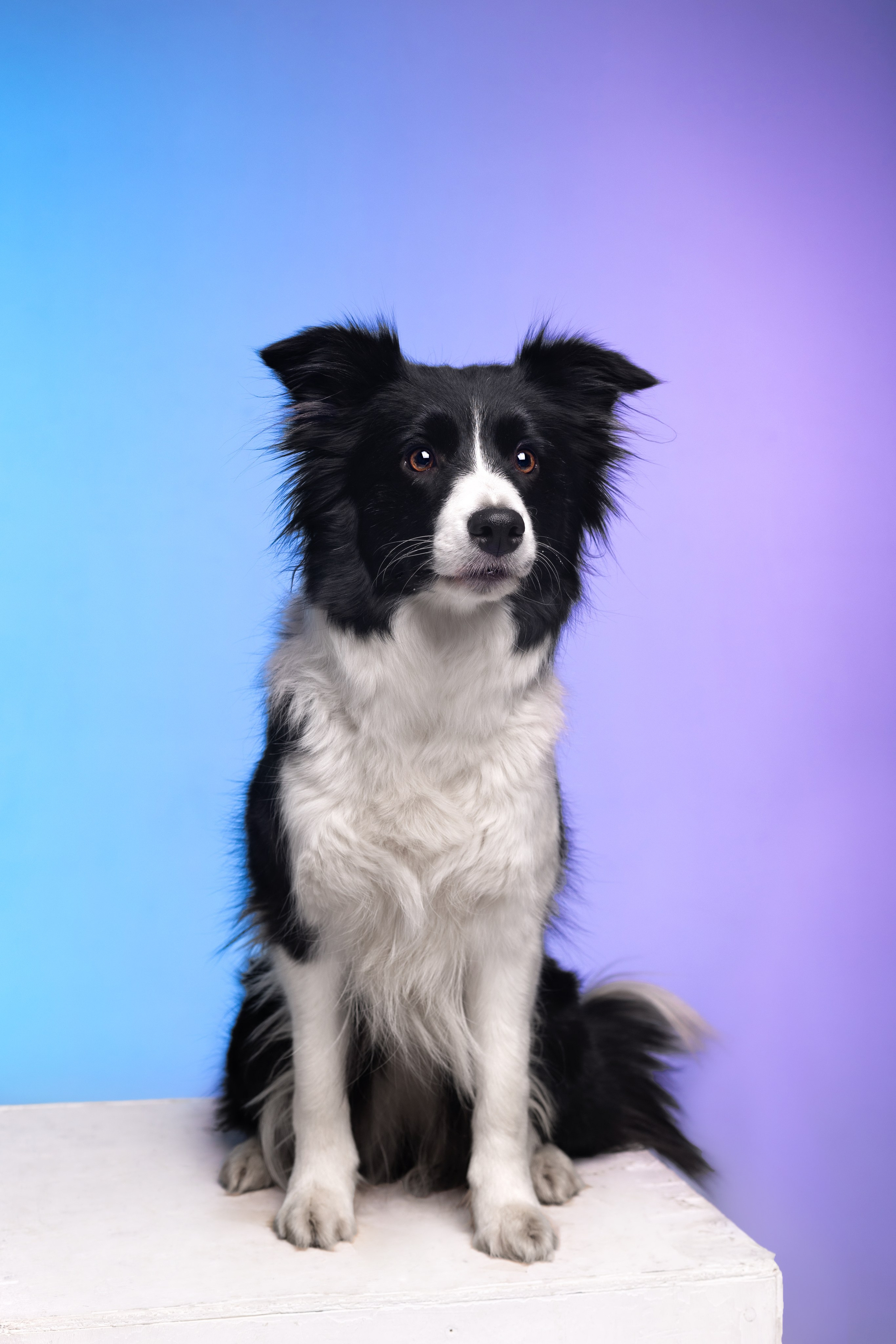 Неон. Фотограф анималист Кристина Карпова, Москва