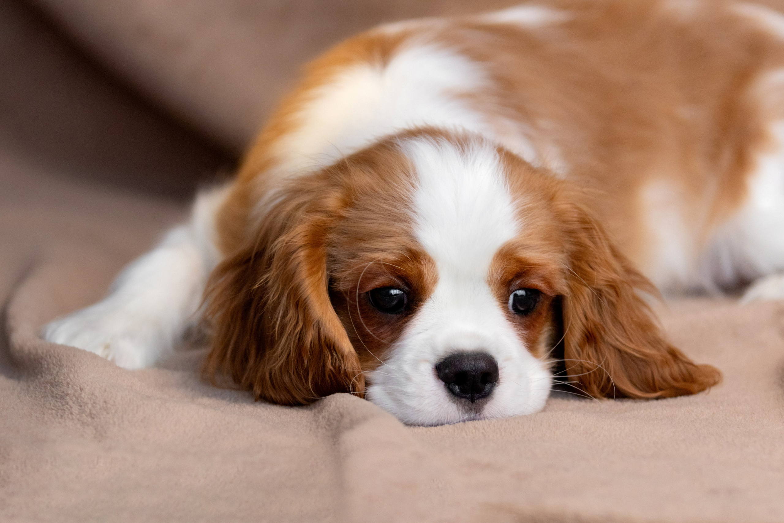 Щенки. Фотограф — анималист в Москве и области Ольга Петракова