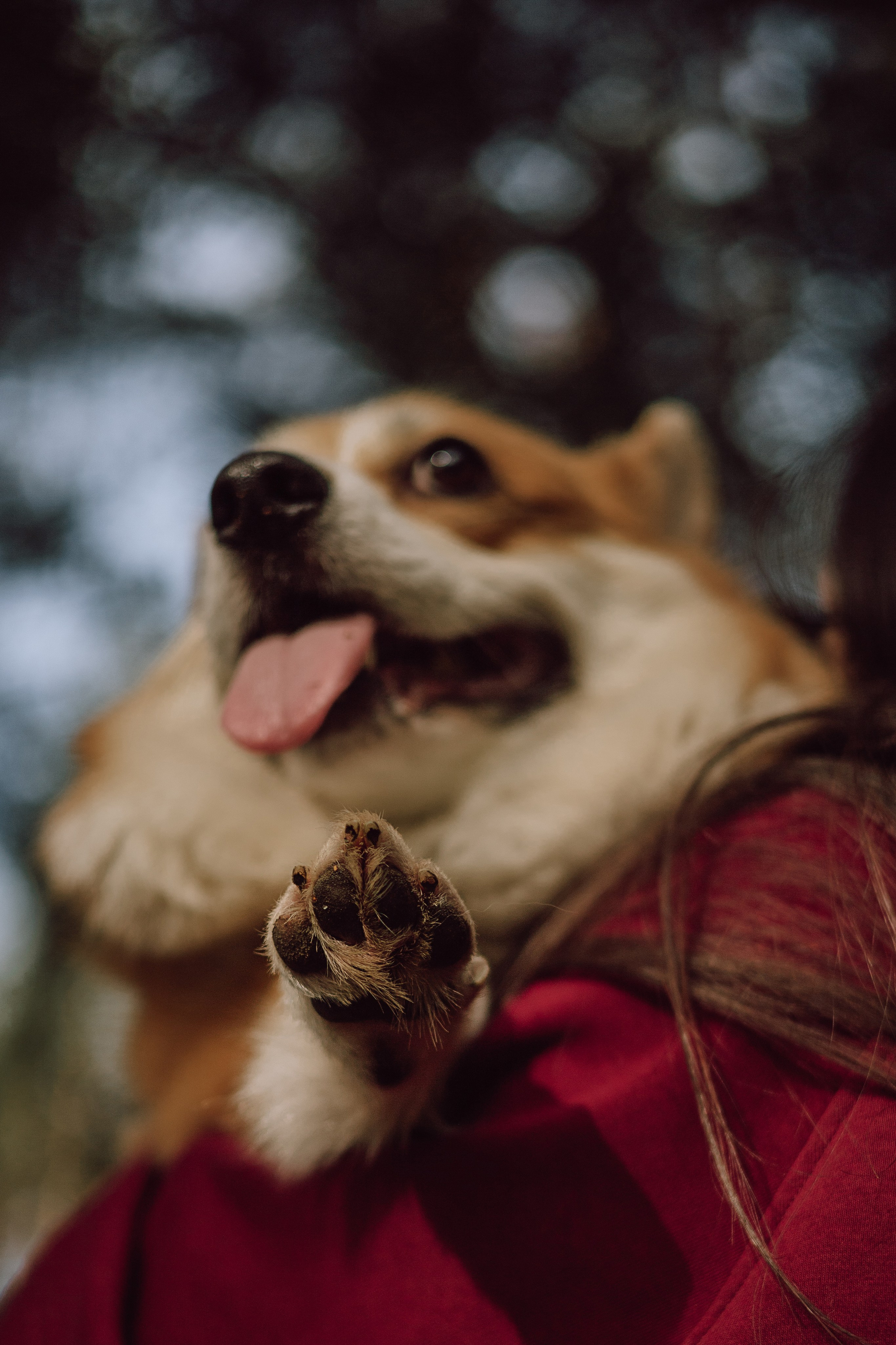 Мари & Йосик. Фотограф — анималист •love-story•|Санкт-Петербург