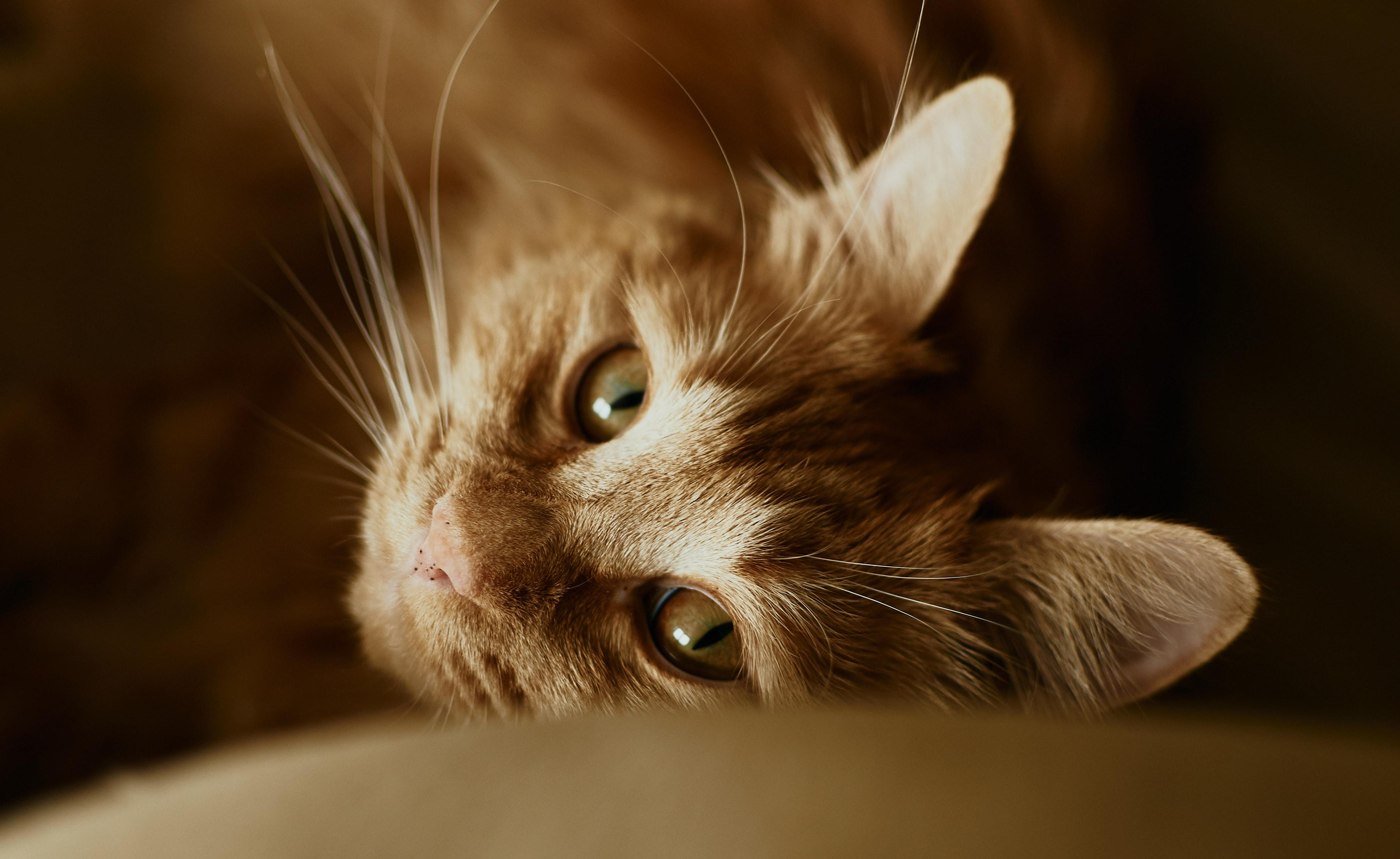 Портреты. Ольга Шкотова документальный фотограф