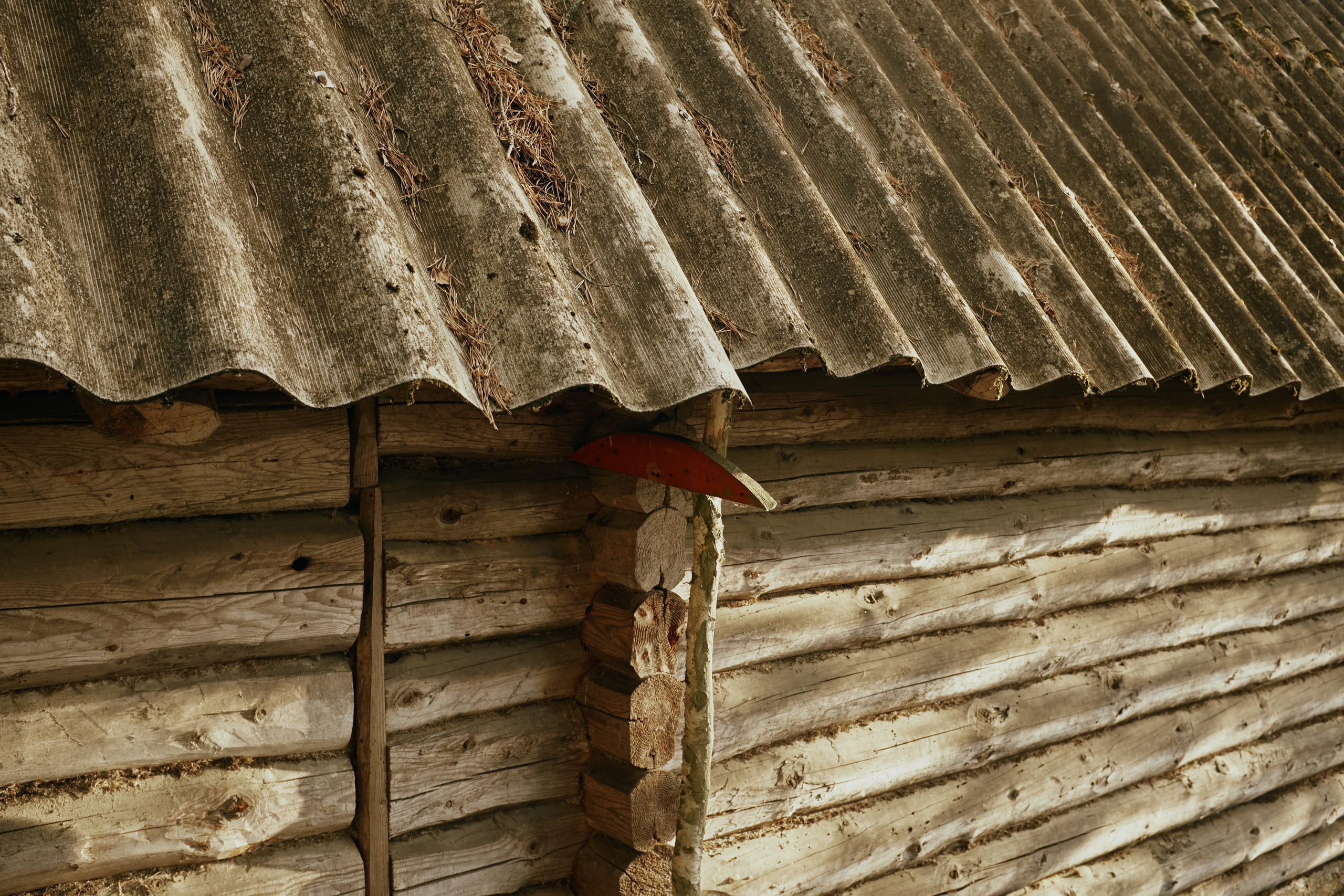 Ящера. Ольга Шкотова документальный фотограф