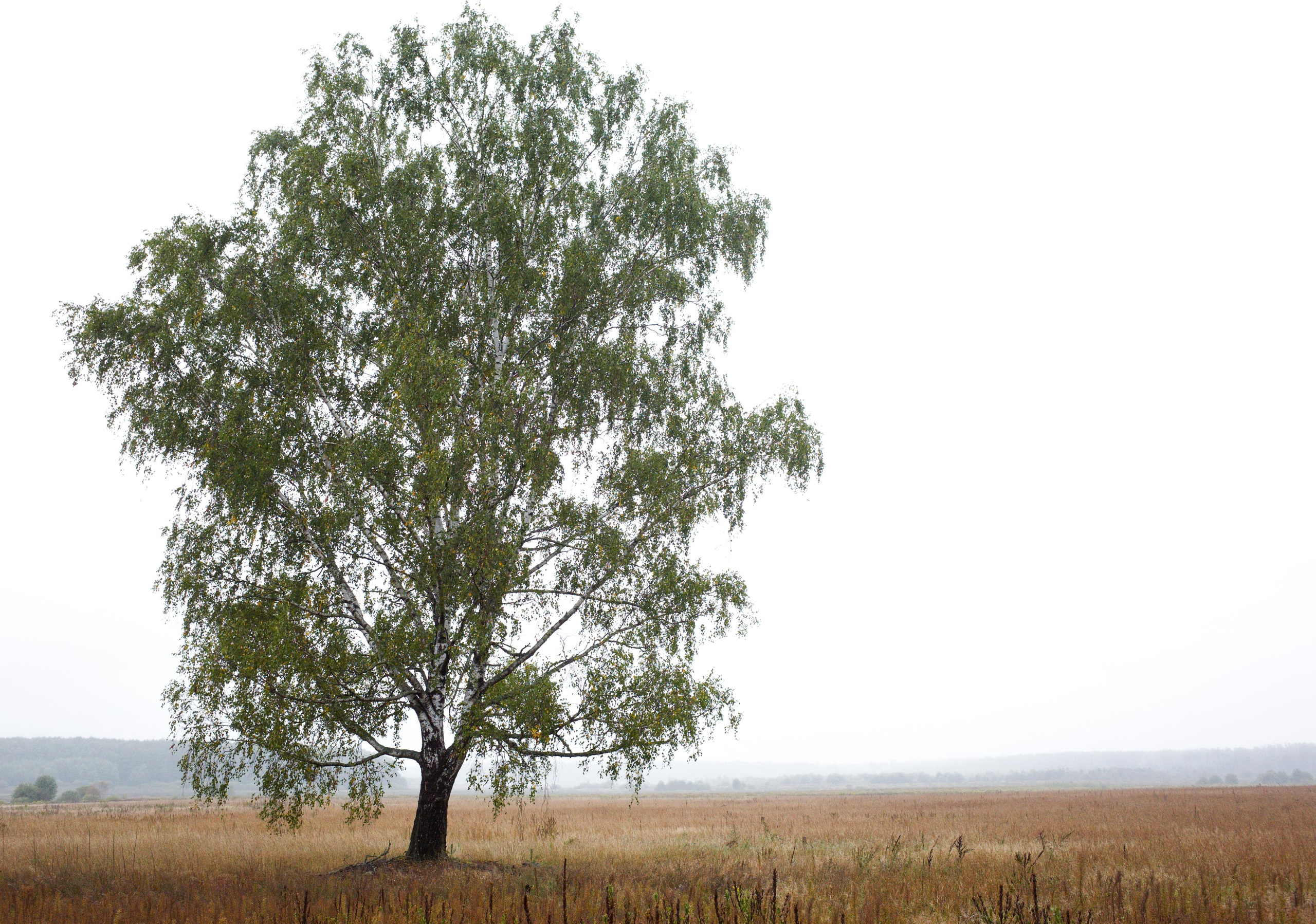 #мелкийжемчуг. Ольга Шкотова документальный фотограф