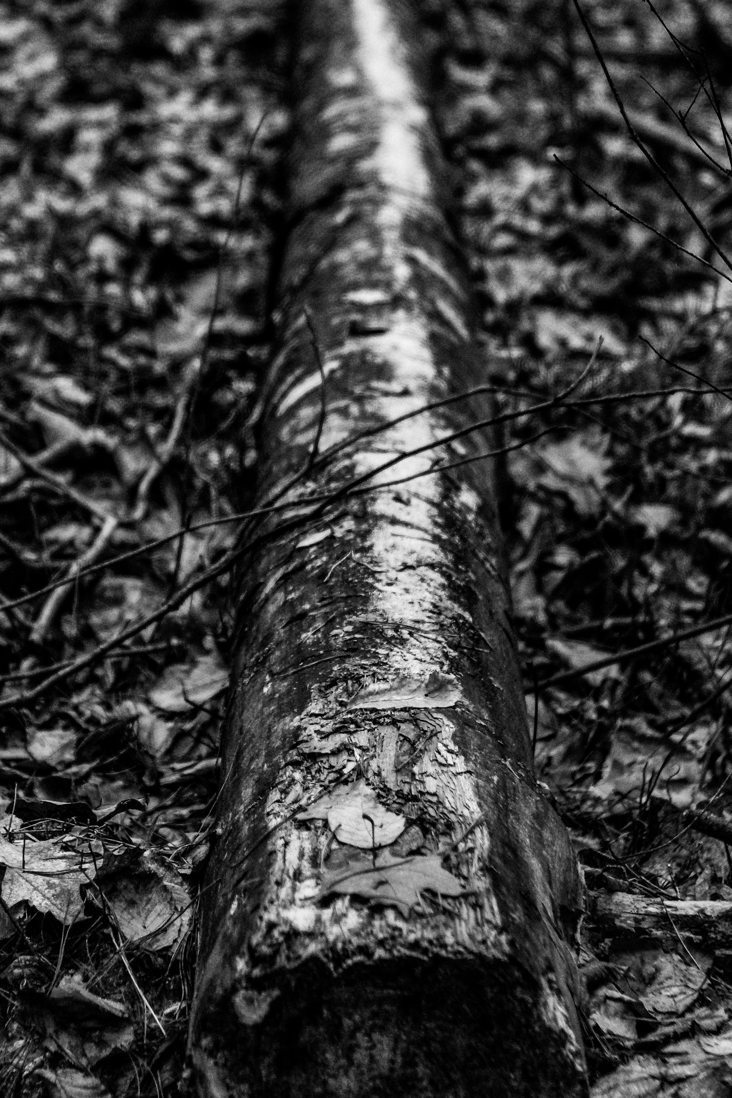 ЧБ  пейзажи (BnW landscape). Фотограф (photographer) Lischinski Vitaliy