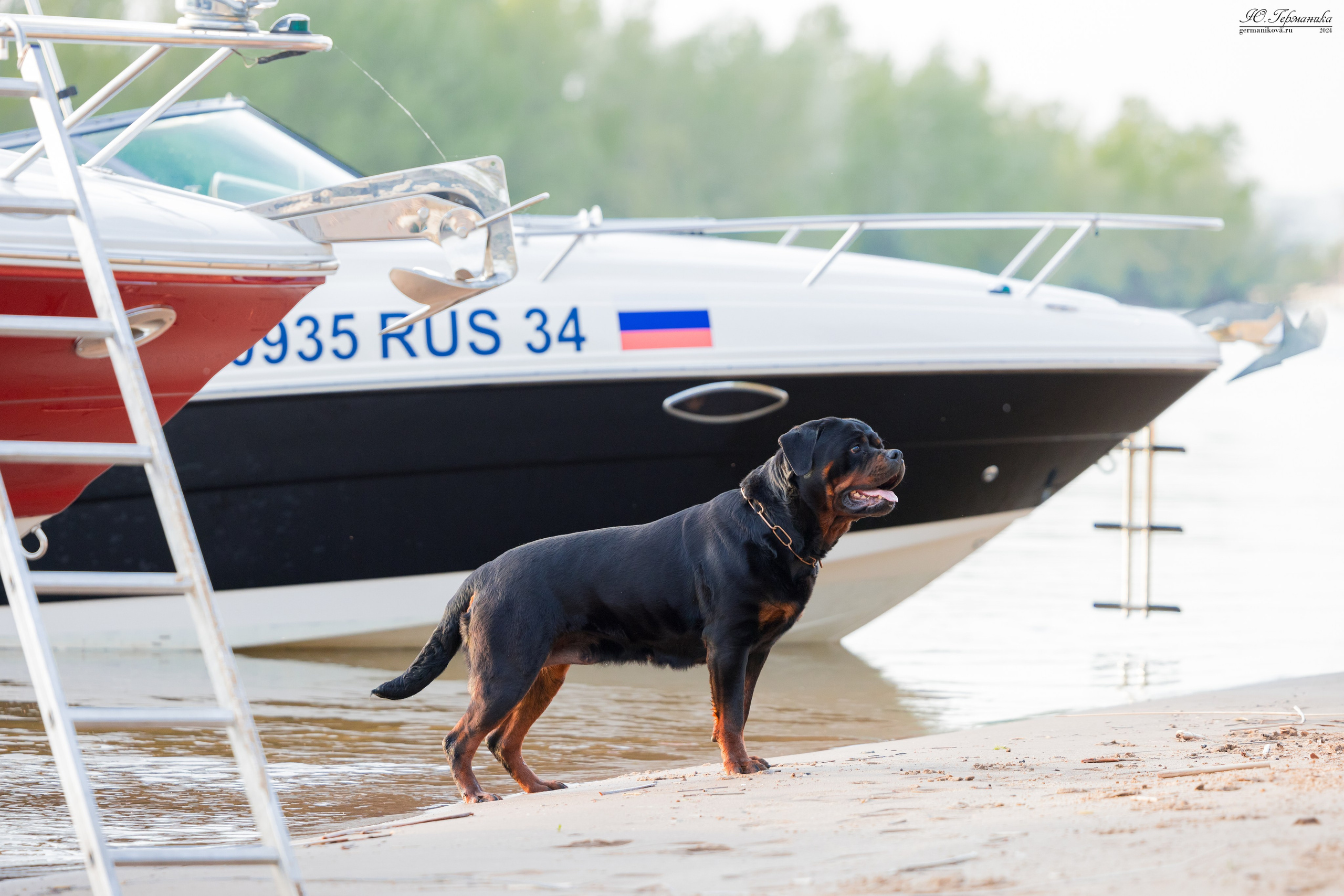 Саратов 2 х моно ротвейлеров 28-29.04.2024. Фотограф-анималист Юлия Германика