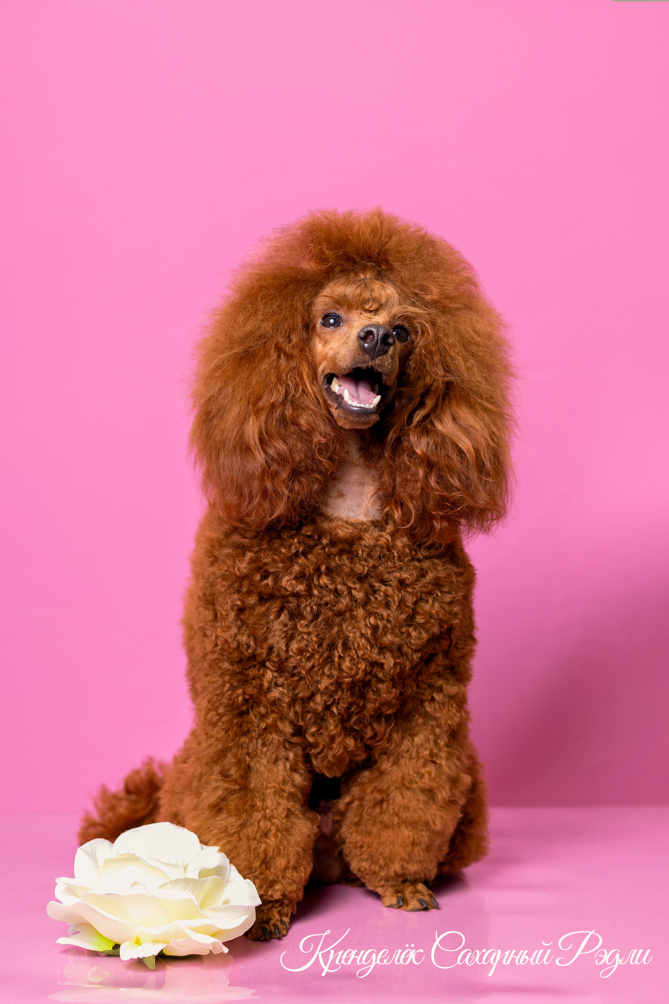 Кренделек сахарный Редли. Фотограф 📸 семейный, предметный, репортажный